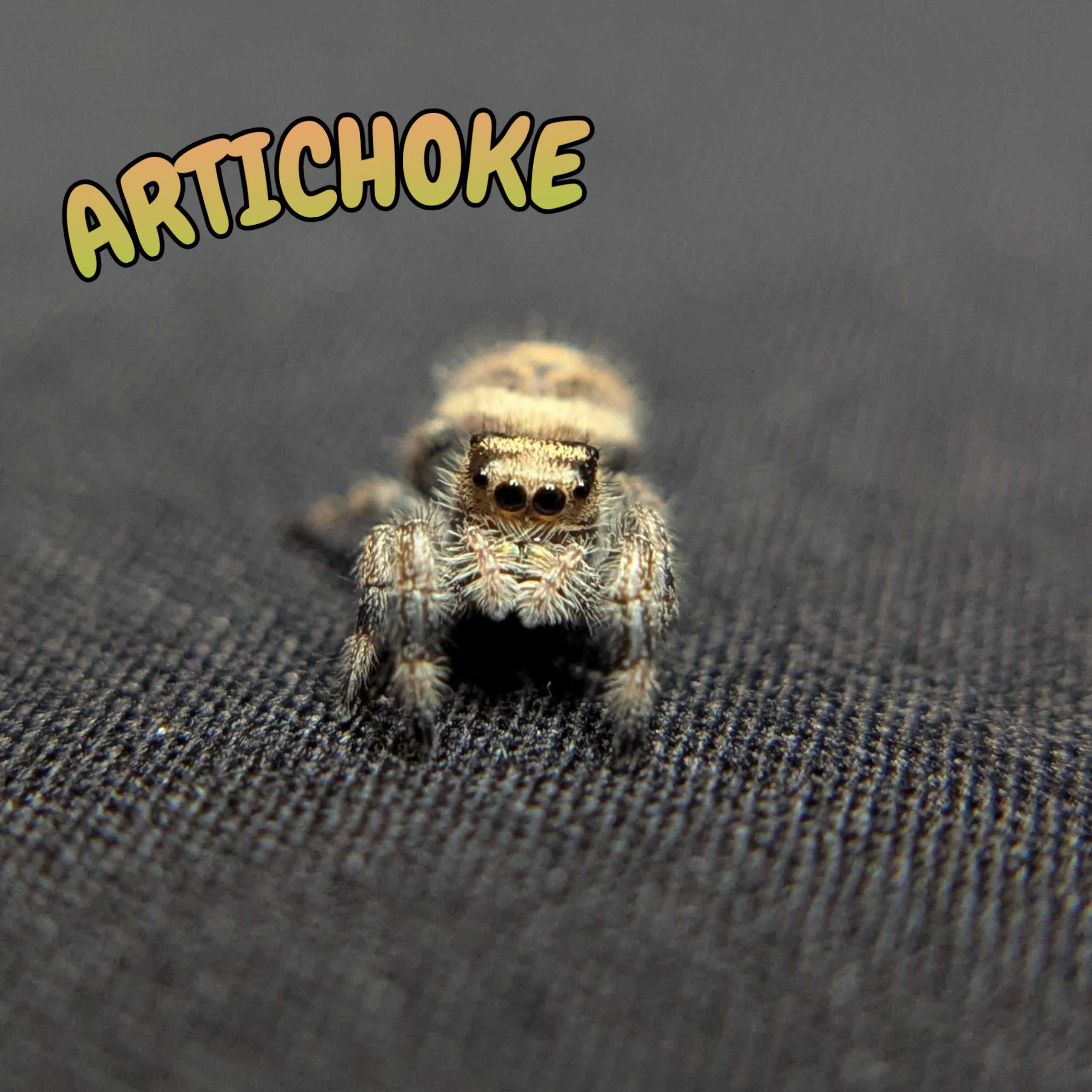 Regal Jumping Spider "Artichoke"