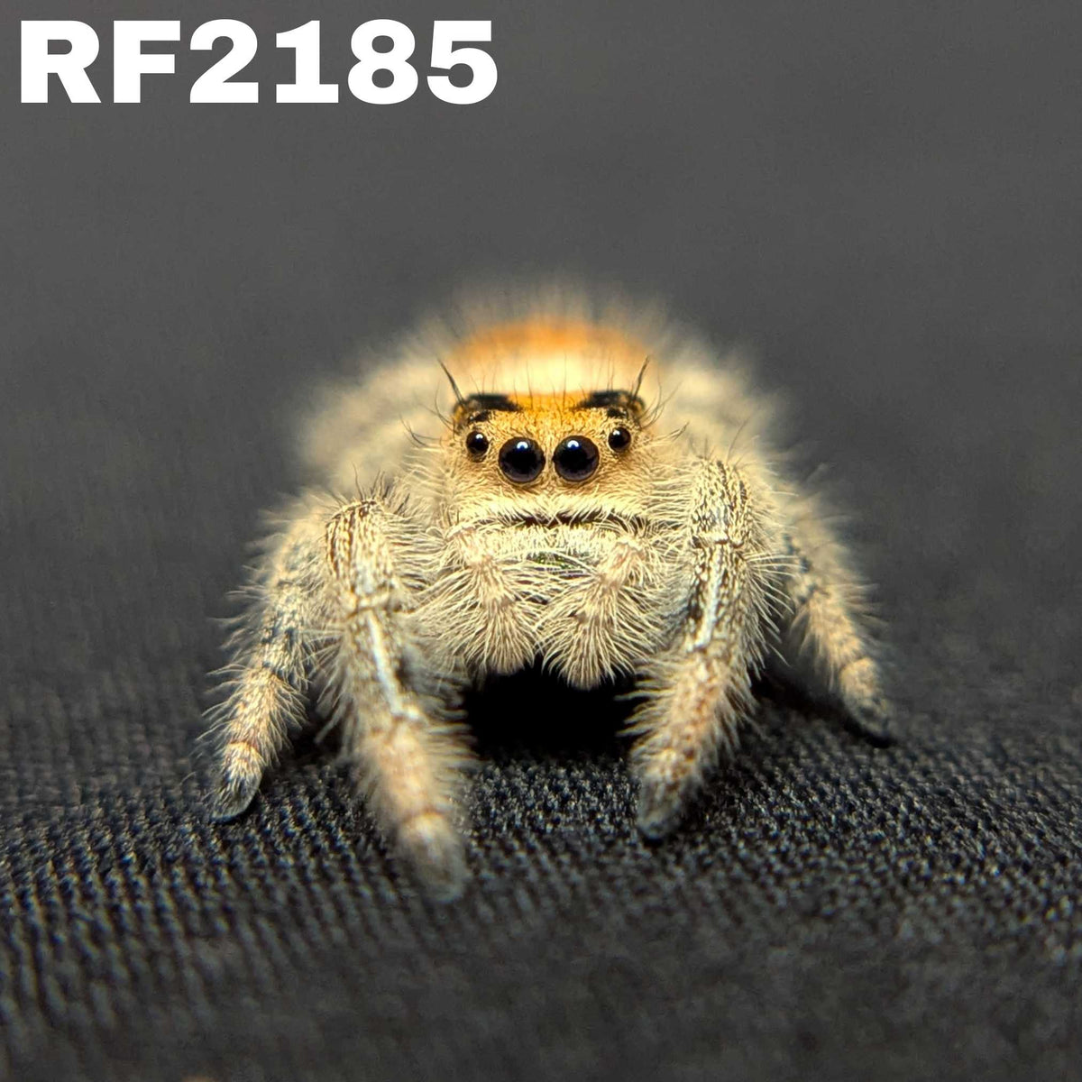 Regal Jumping Spider "Seafoam"
