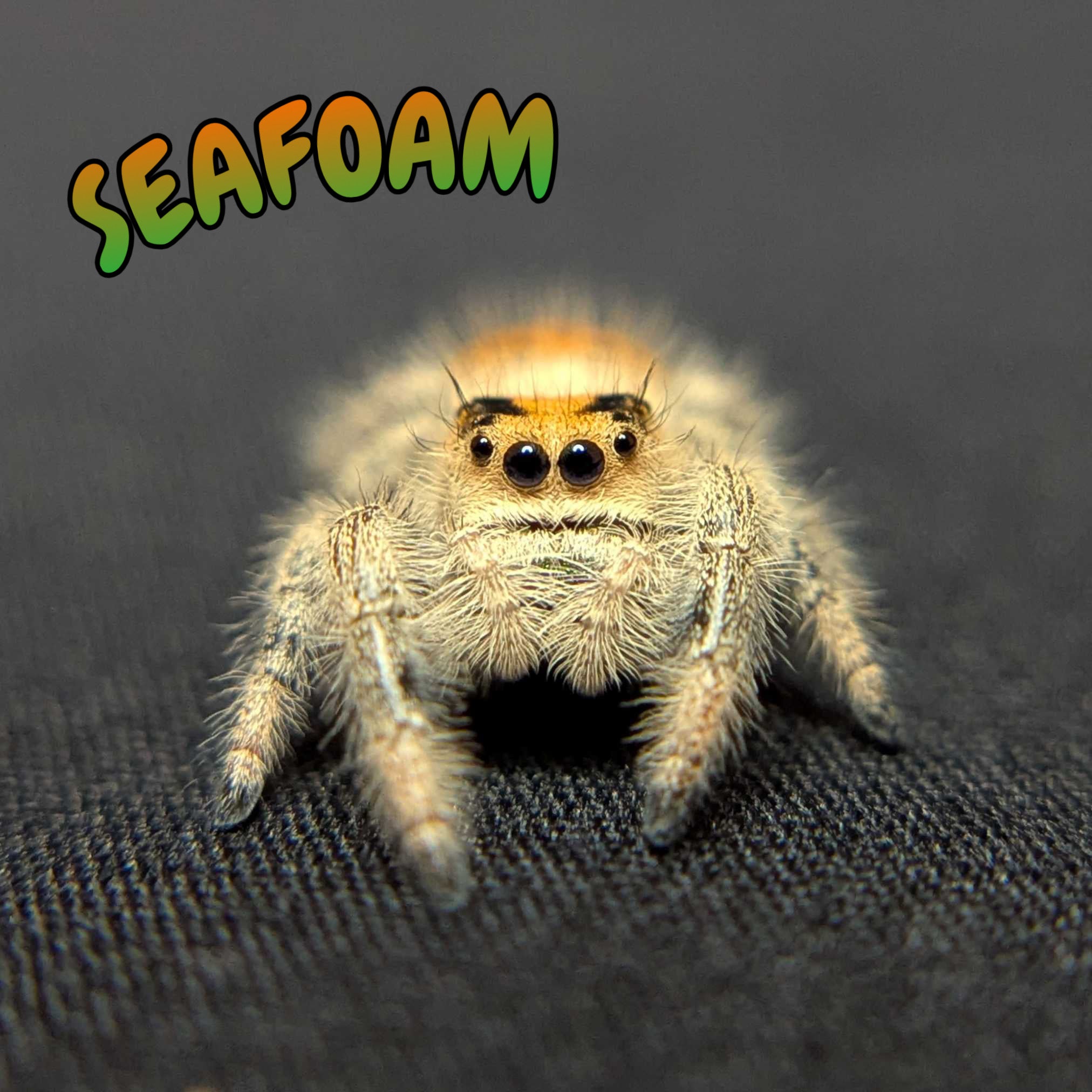 Regal Jumping Spider "Seafoam"