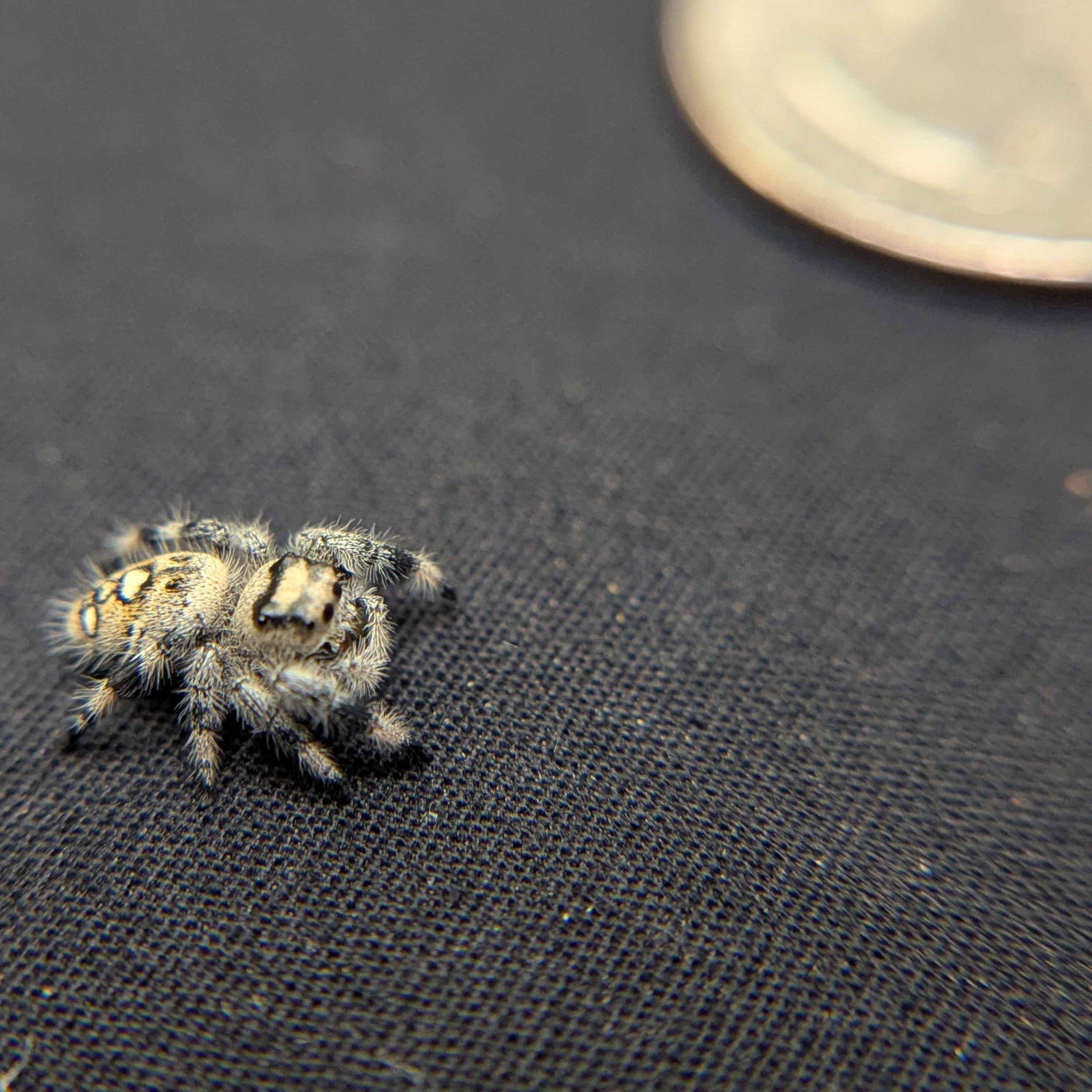 Regal Jumping Spider "Confetti"