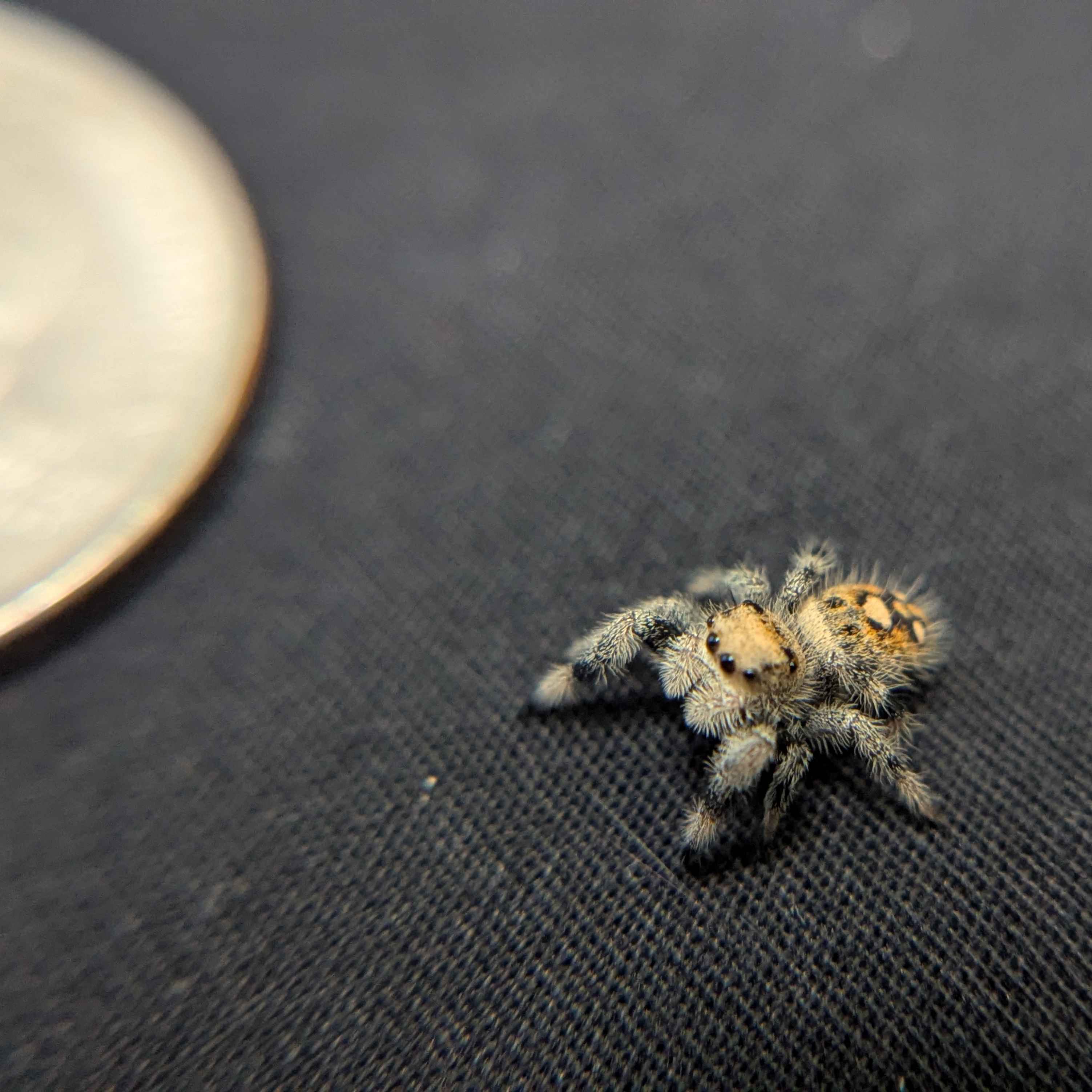 Regal Jumping Spider “Spice”