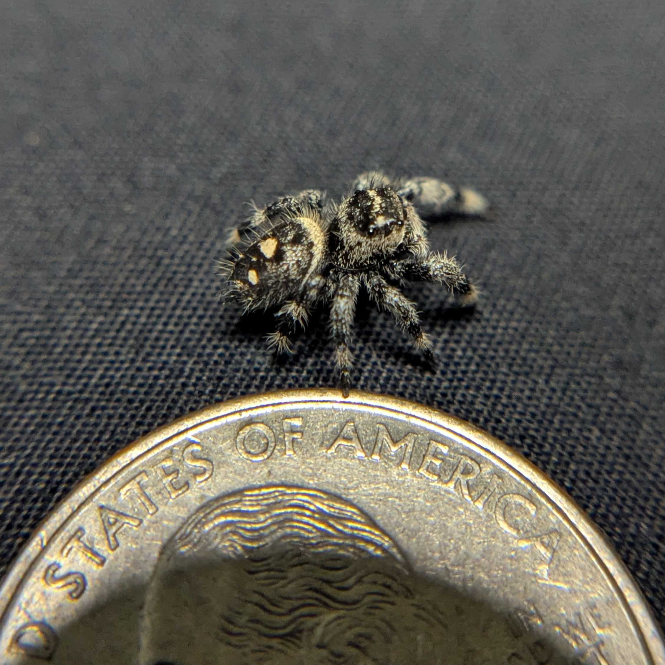 Regal Jumping Spider "Domino"