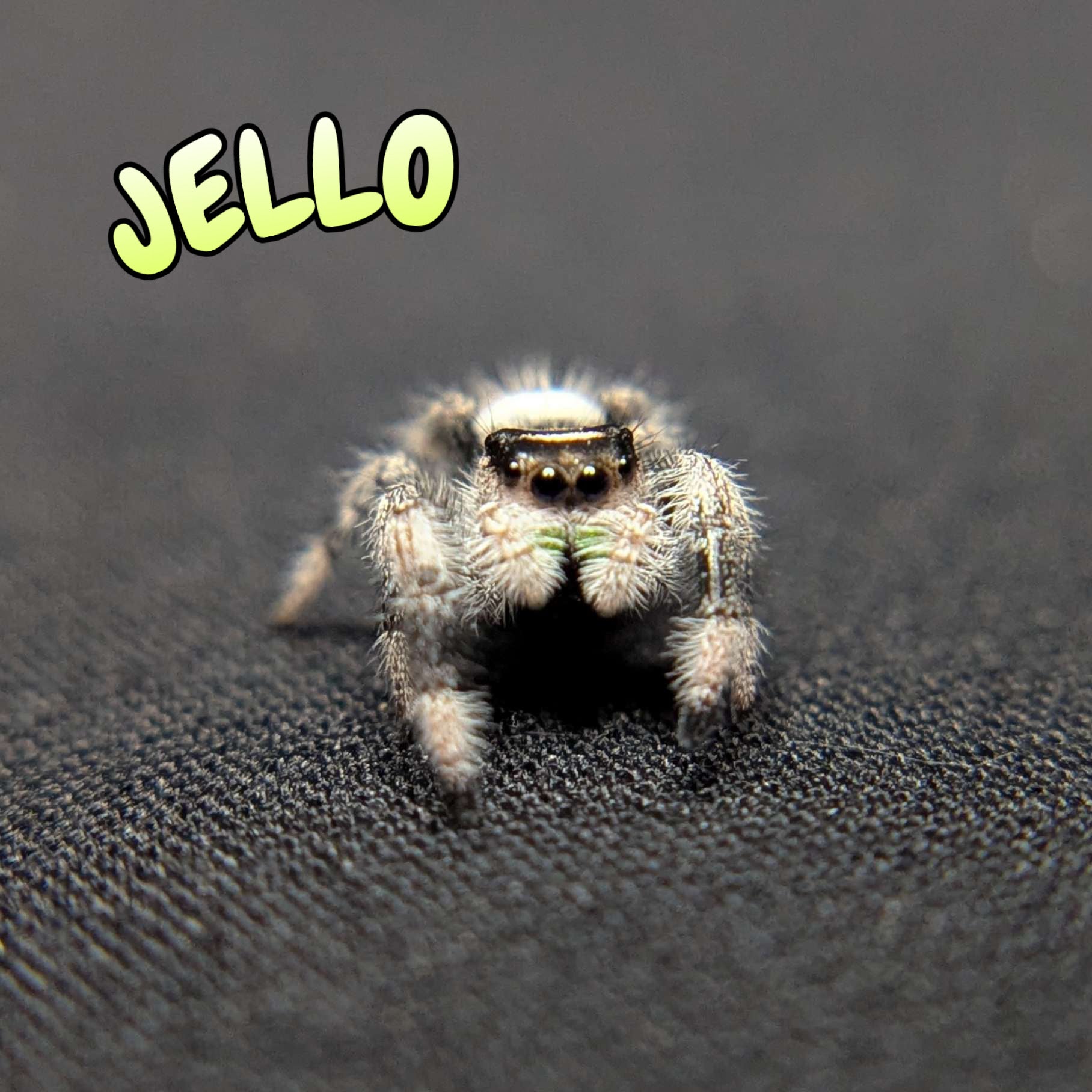 Regal Jumping Spider "Jello"