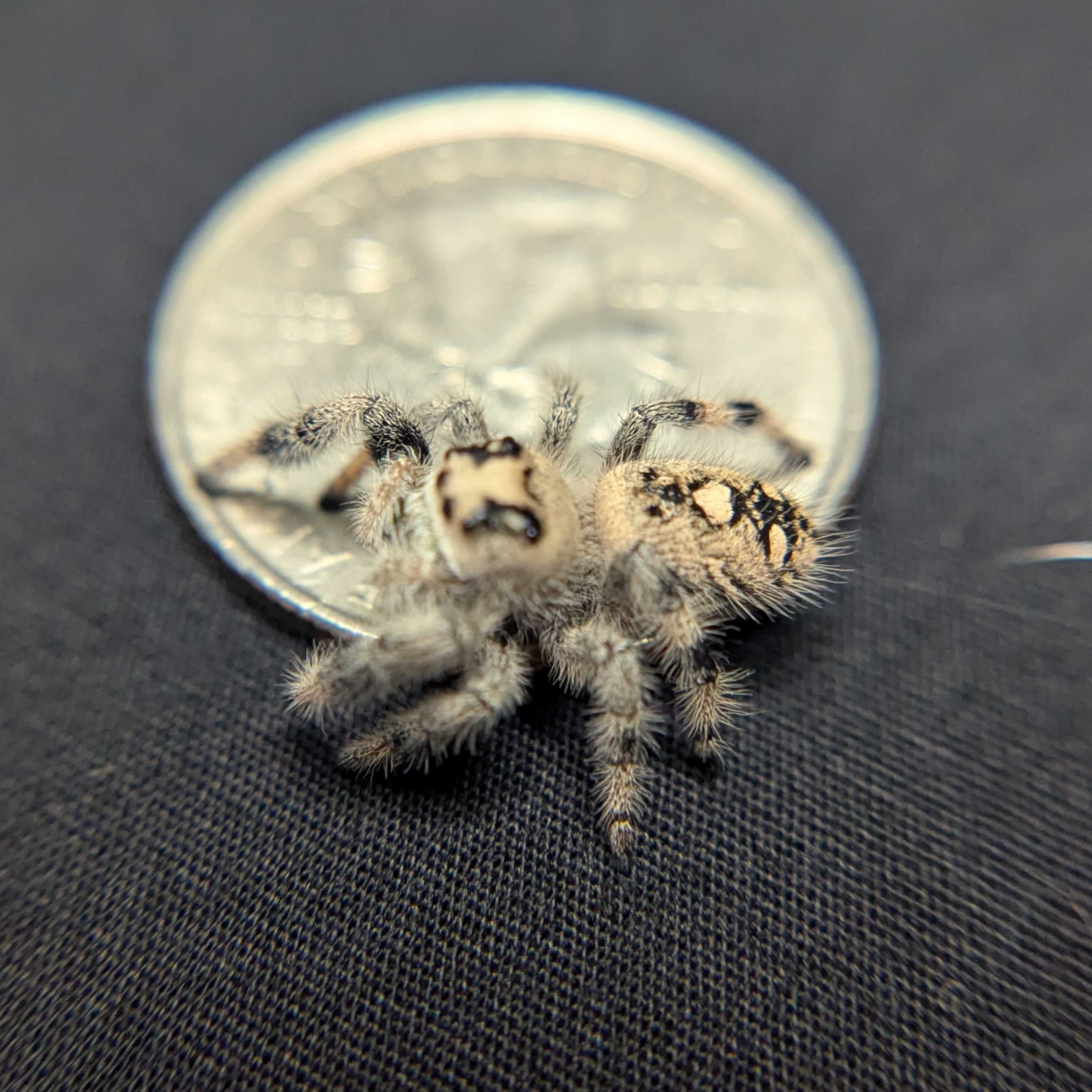 Regal Jumping Spider "Sprinkle"