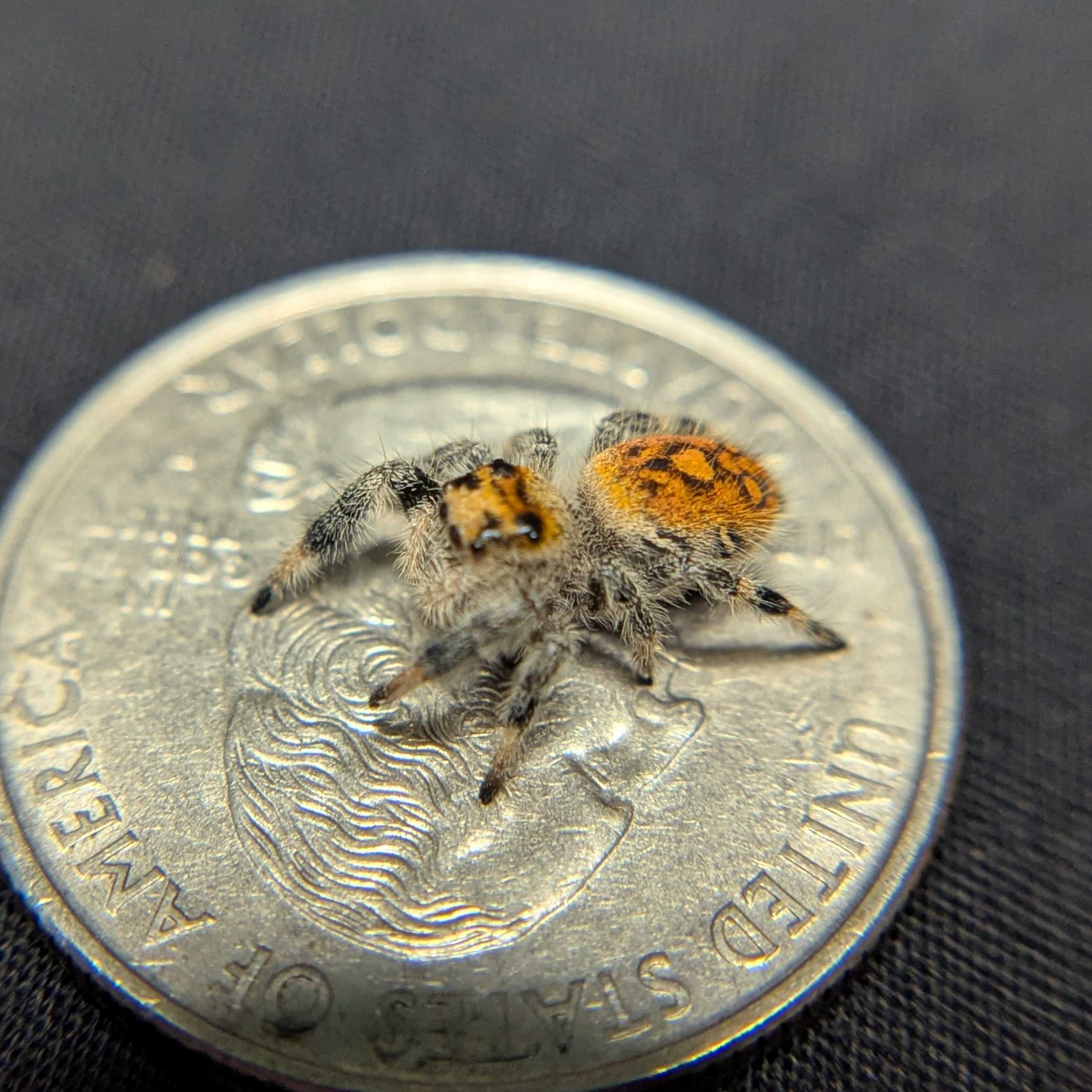 Regal Jumping Spider "Insignia"