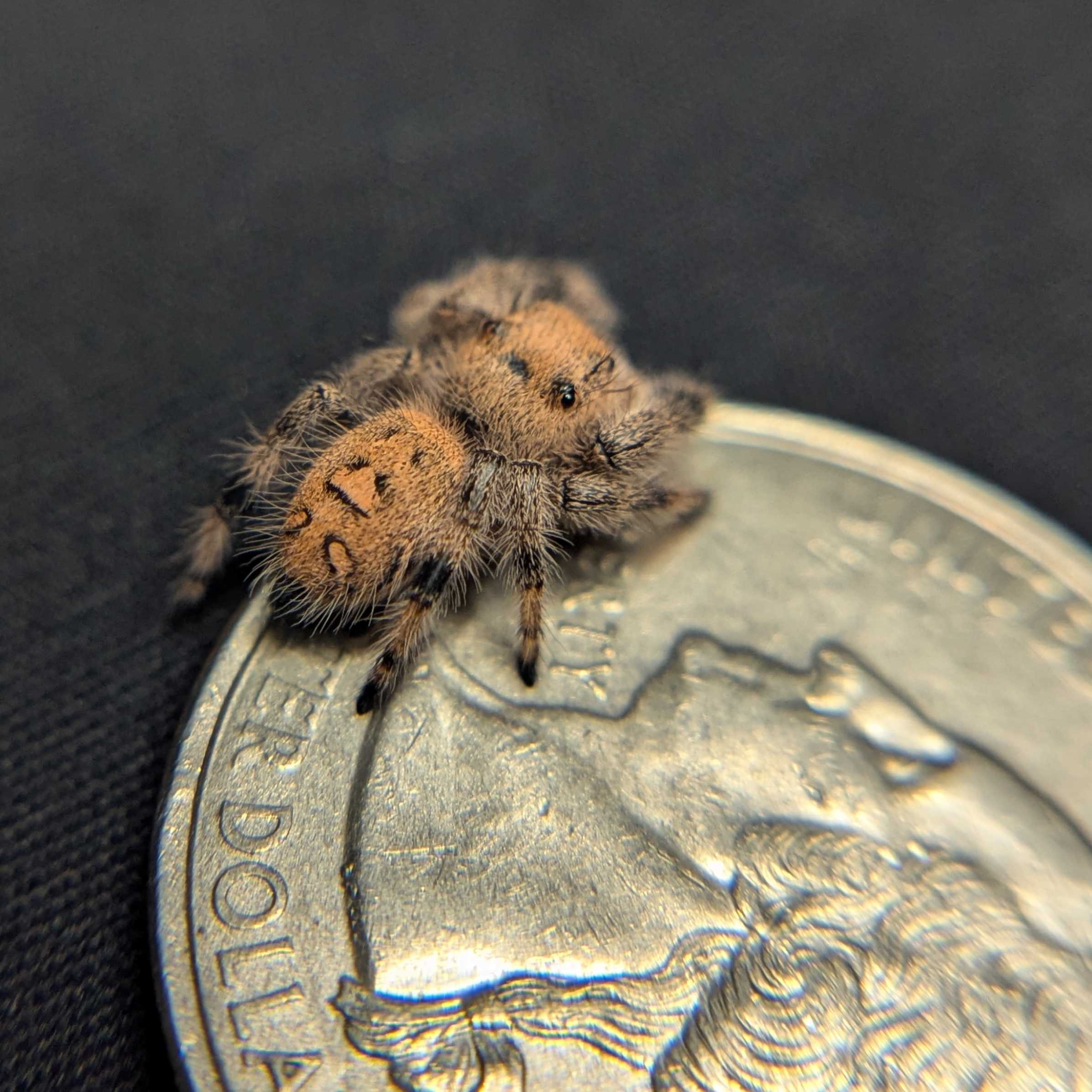 Regal Jumping Spider "Jade"