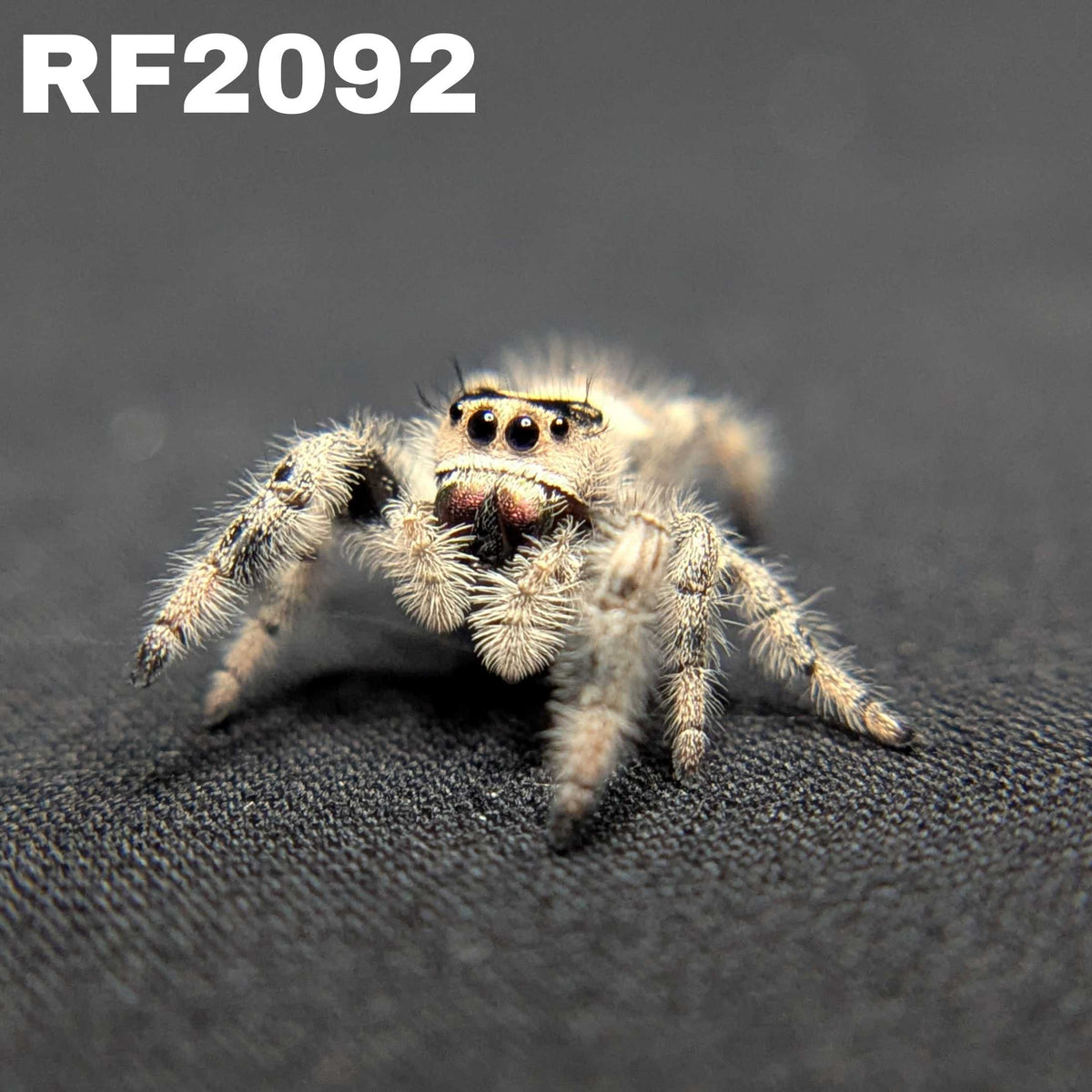 Regal Jumping Spider "Ursula"