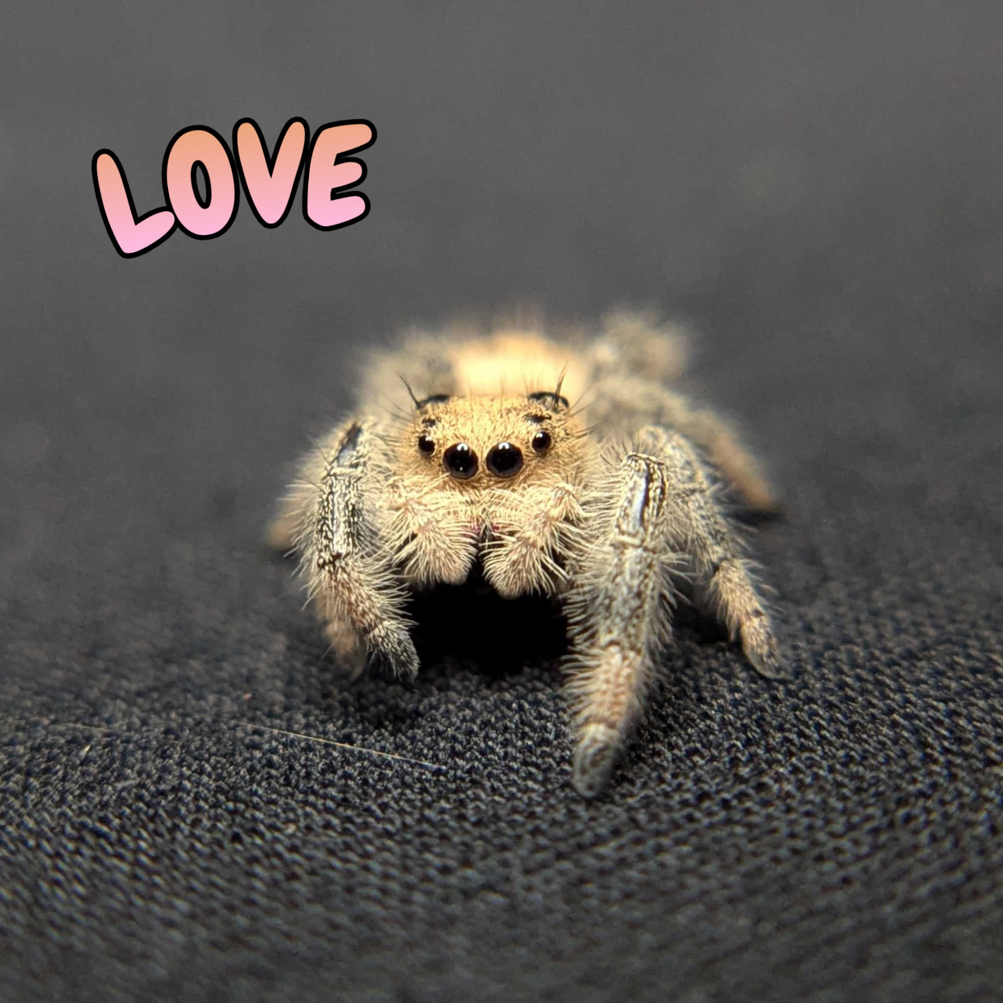 Regal Jumping Spider "Love"