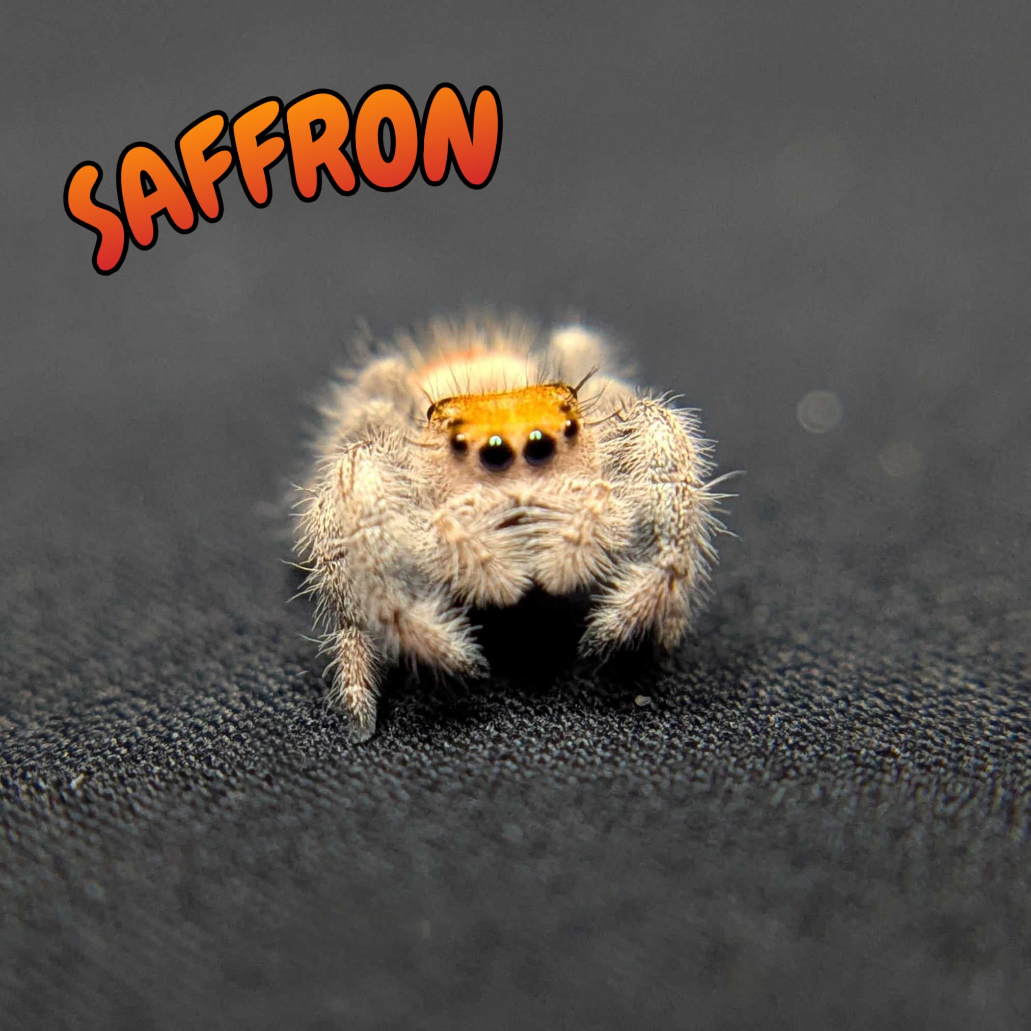 Regal Jumping Spider "Saffron"