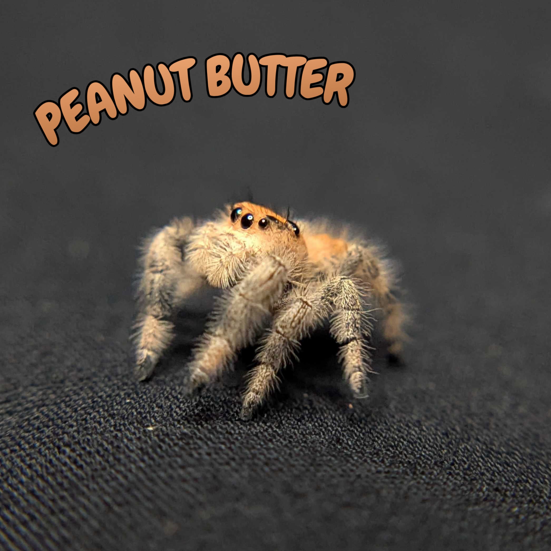 Regal Jumping Spider “Peanut Butter”