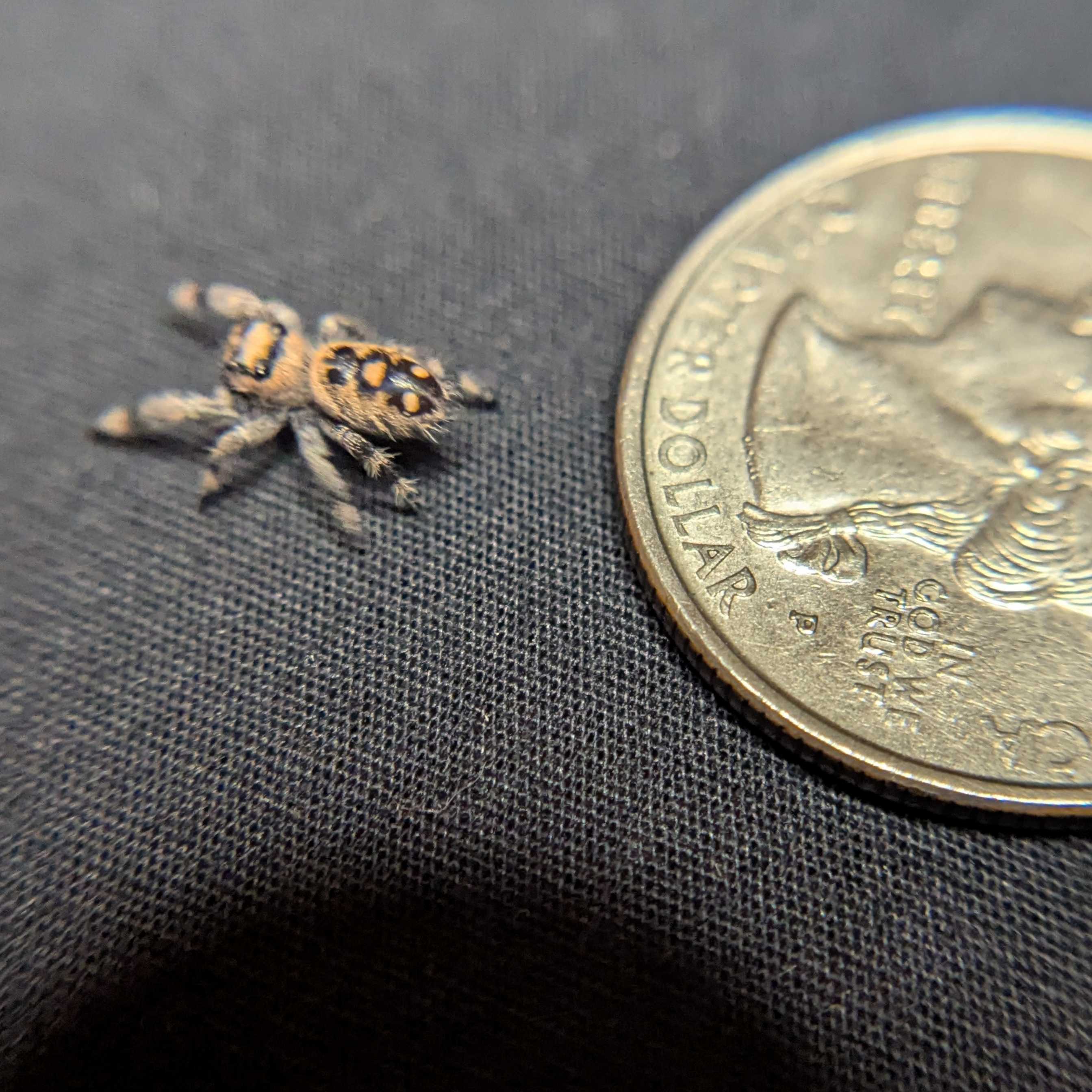 Regal Jumping Spider “Sprout”