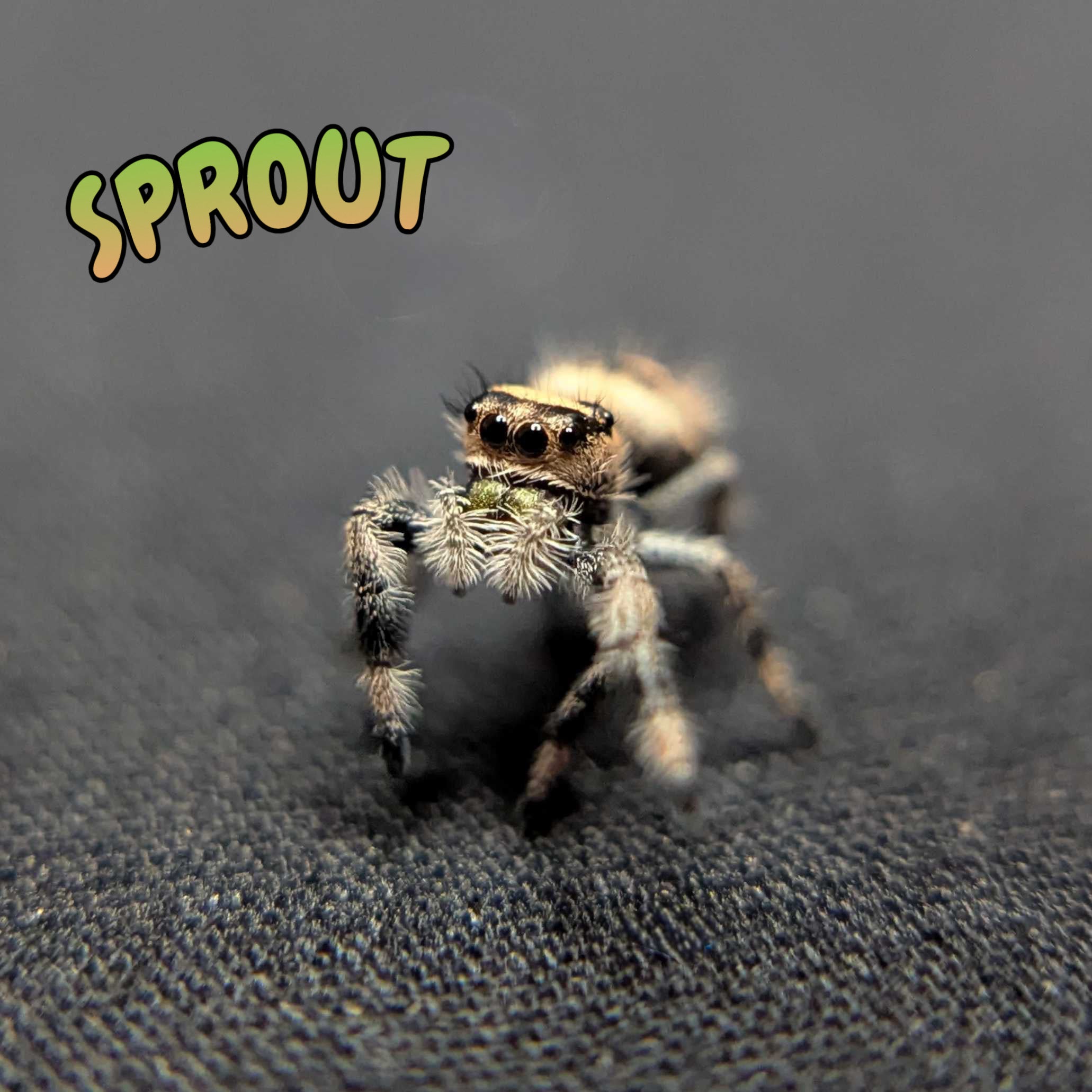 Regal Jumping Spider “Sprout”