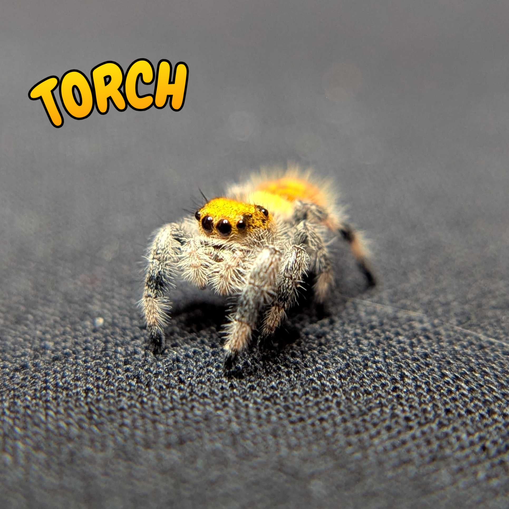 Regal Jumping Spider “Torch”