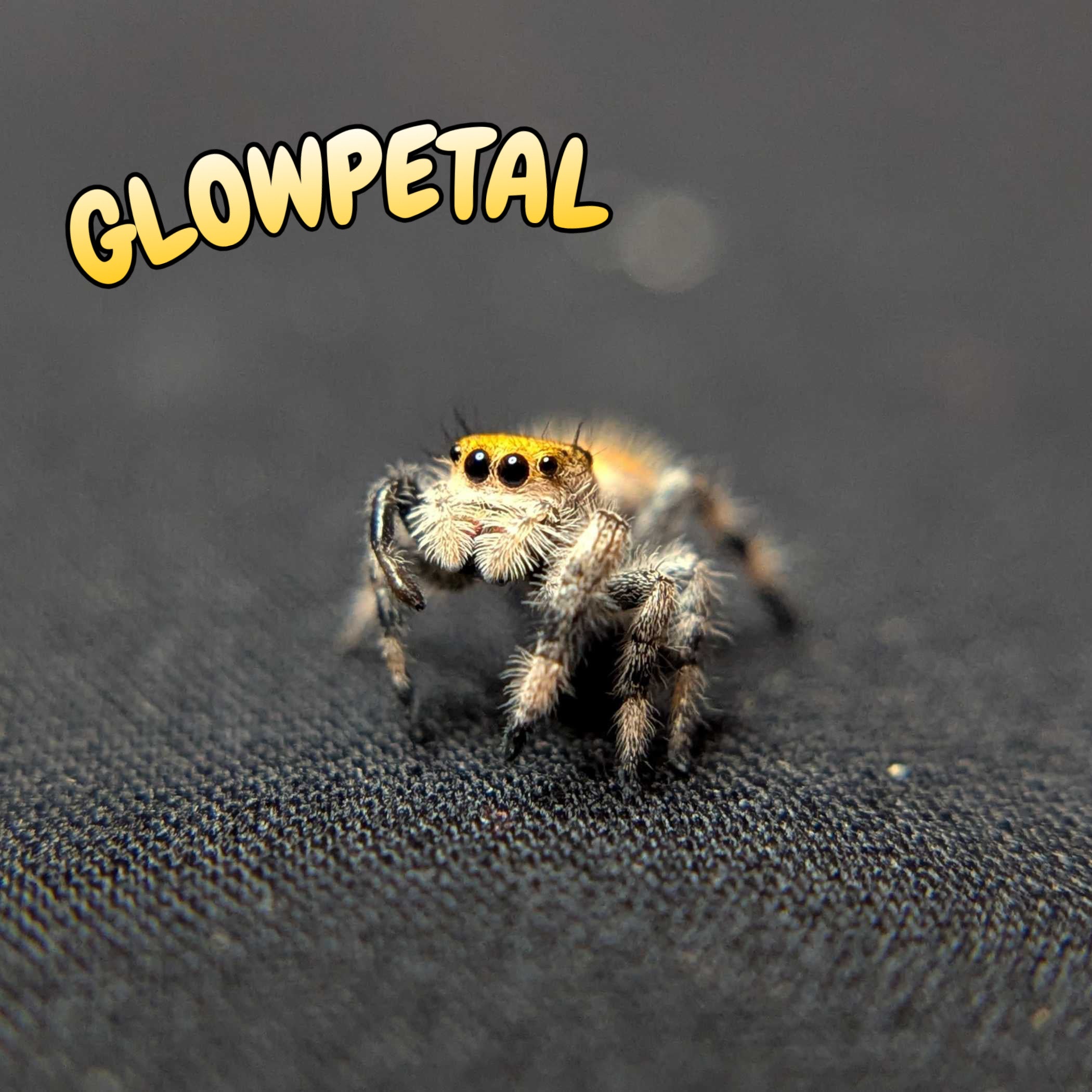 Regal Jumping Spider "Glowpetal"