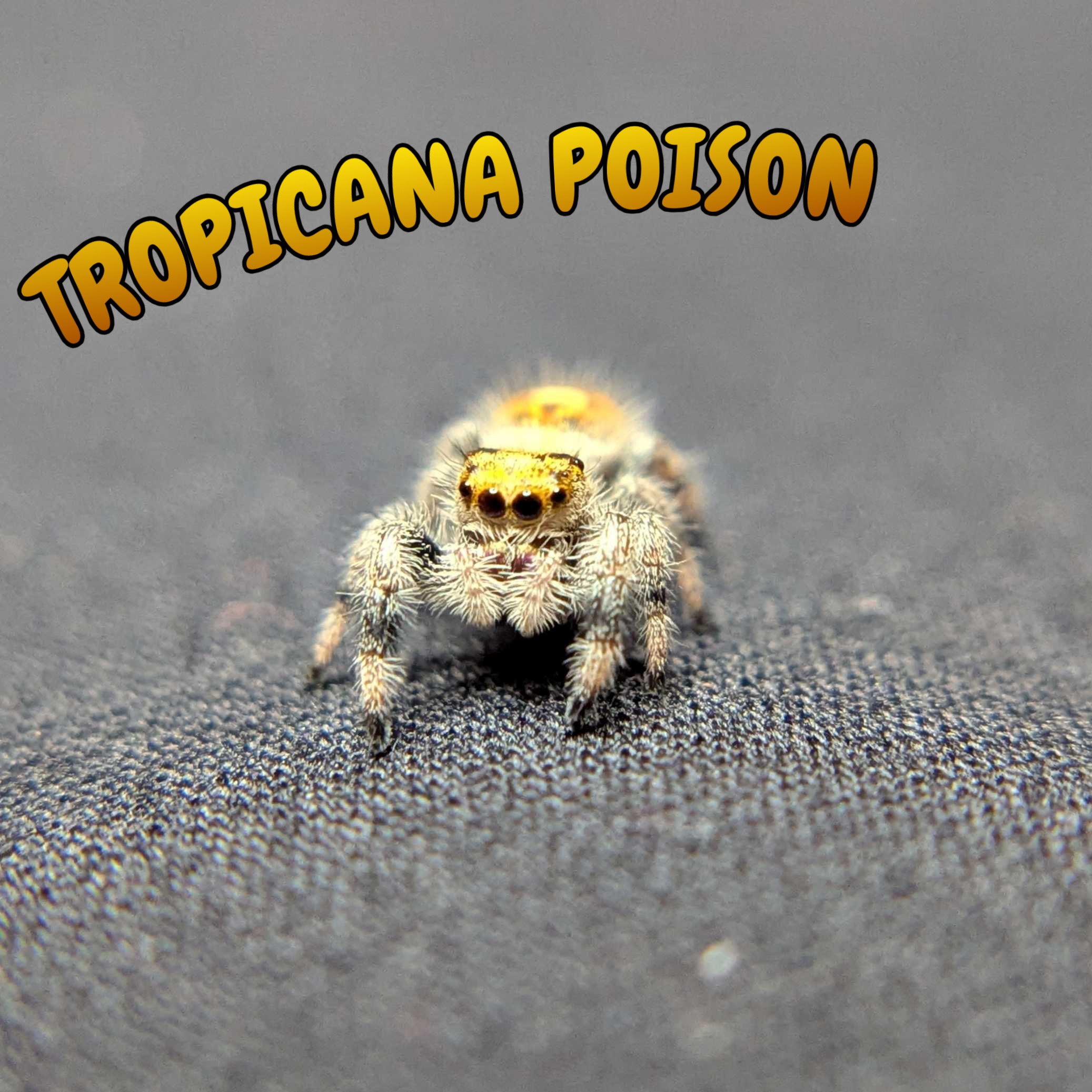 Regal Jumping Spider “Tropicana Poison”