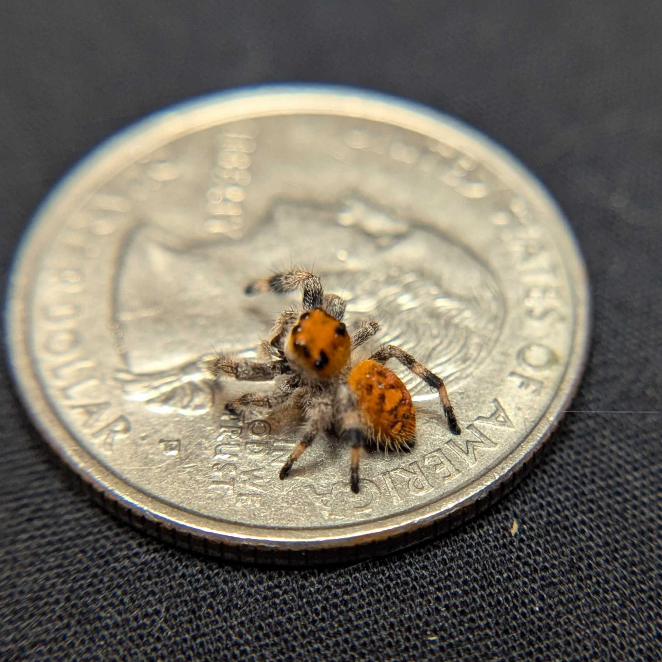 Regal Jumping Spider "Neon"