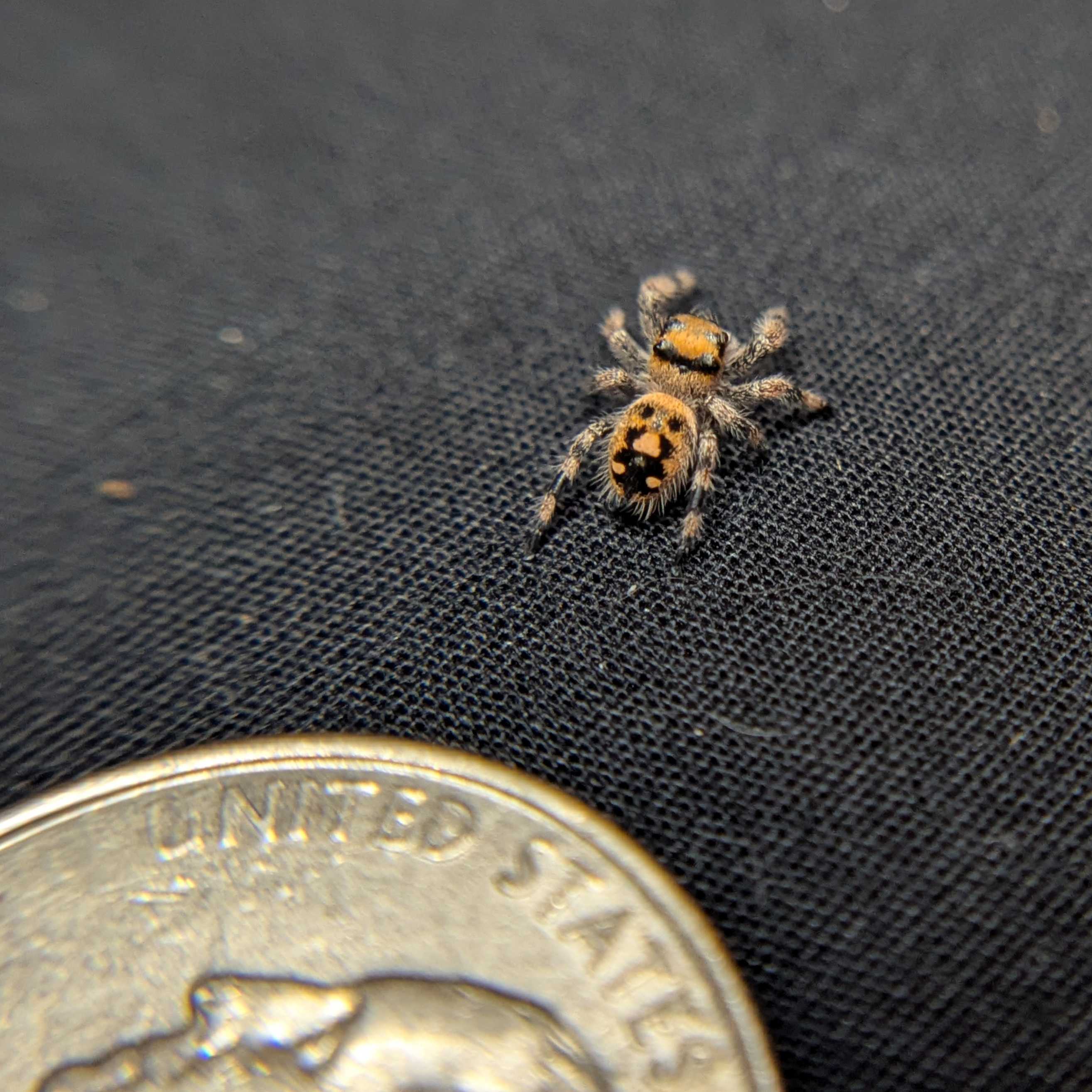 Regal Jumping Spider "Waffle"