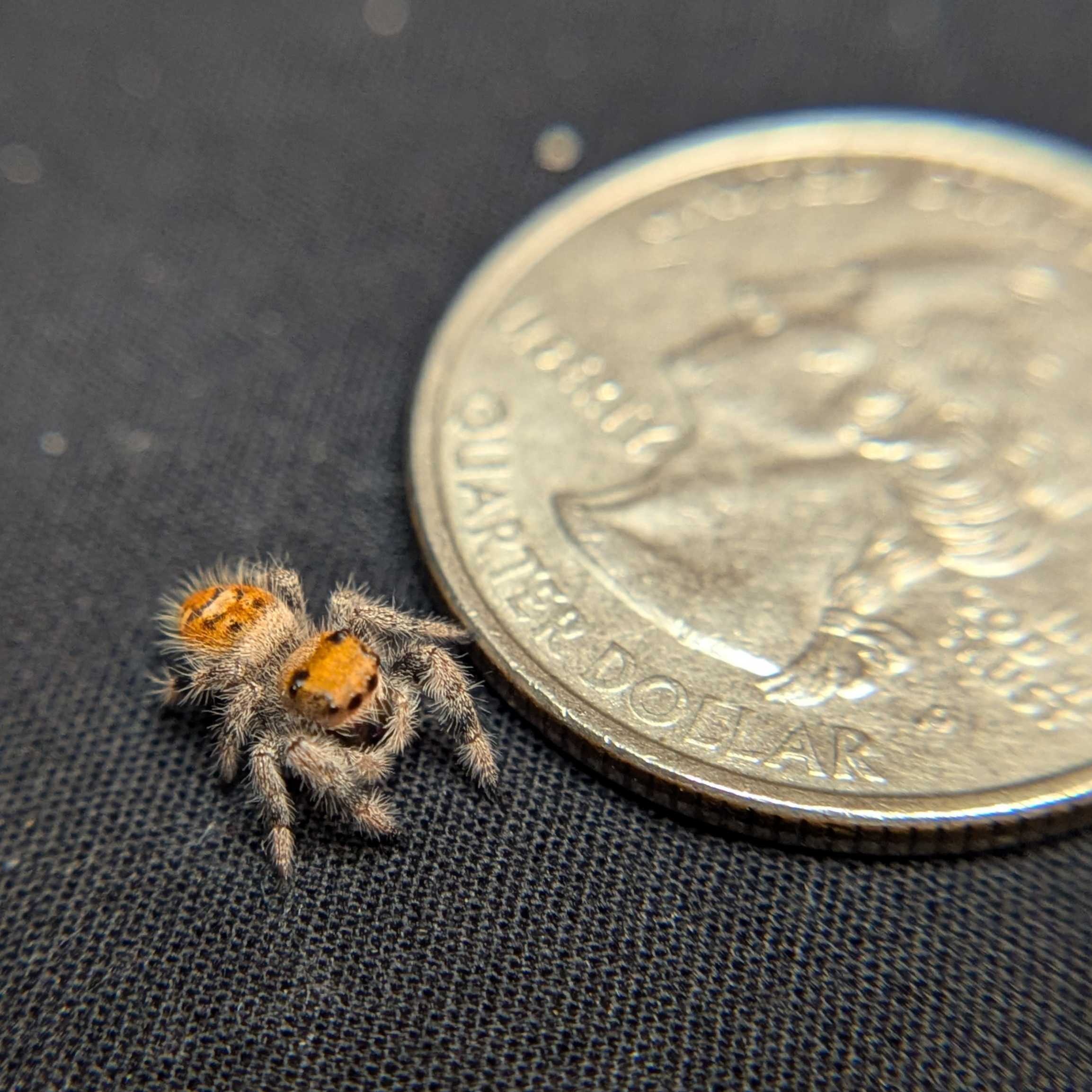 Regal Jumping Spider "Mango Puff"