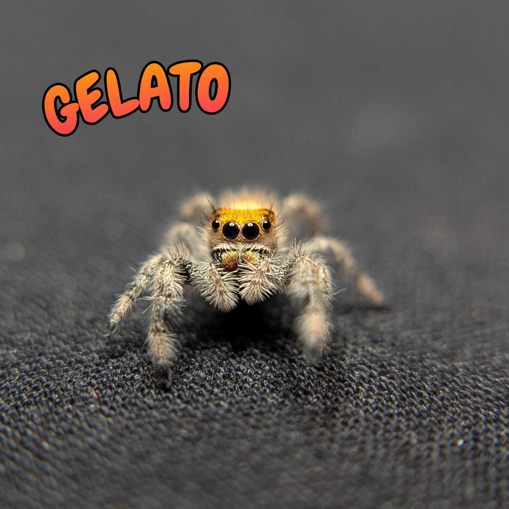 Regal Jumping Spider "Gelato"