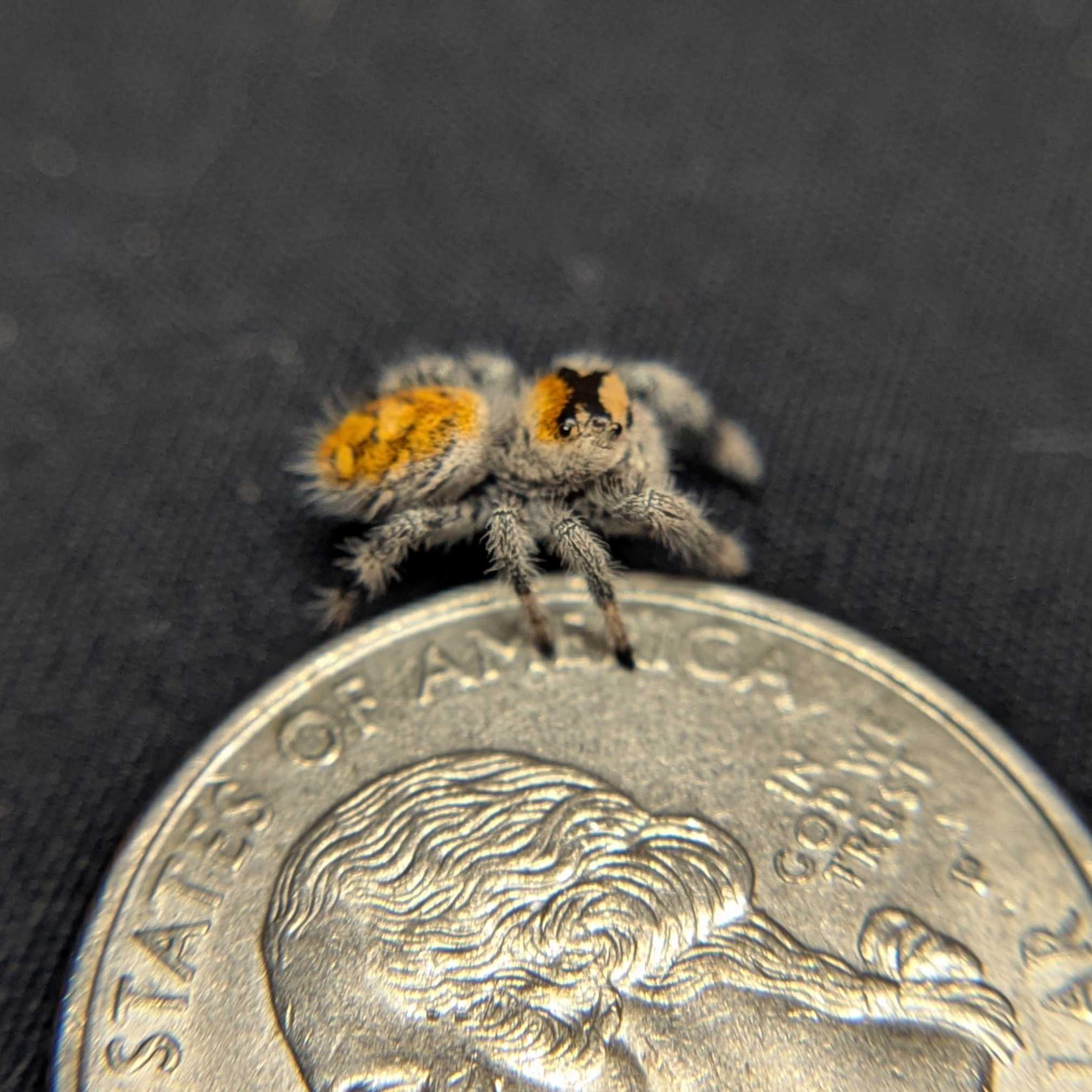 Regal Jumping Spider "Sundae"