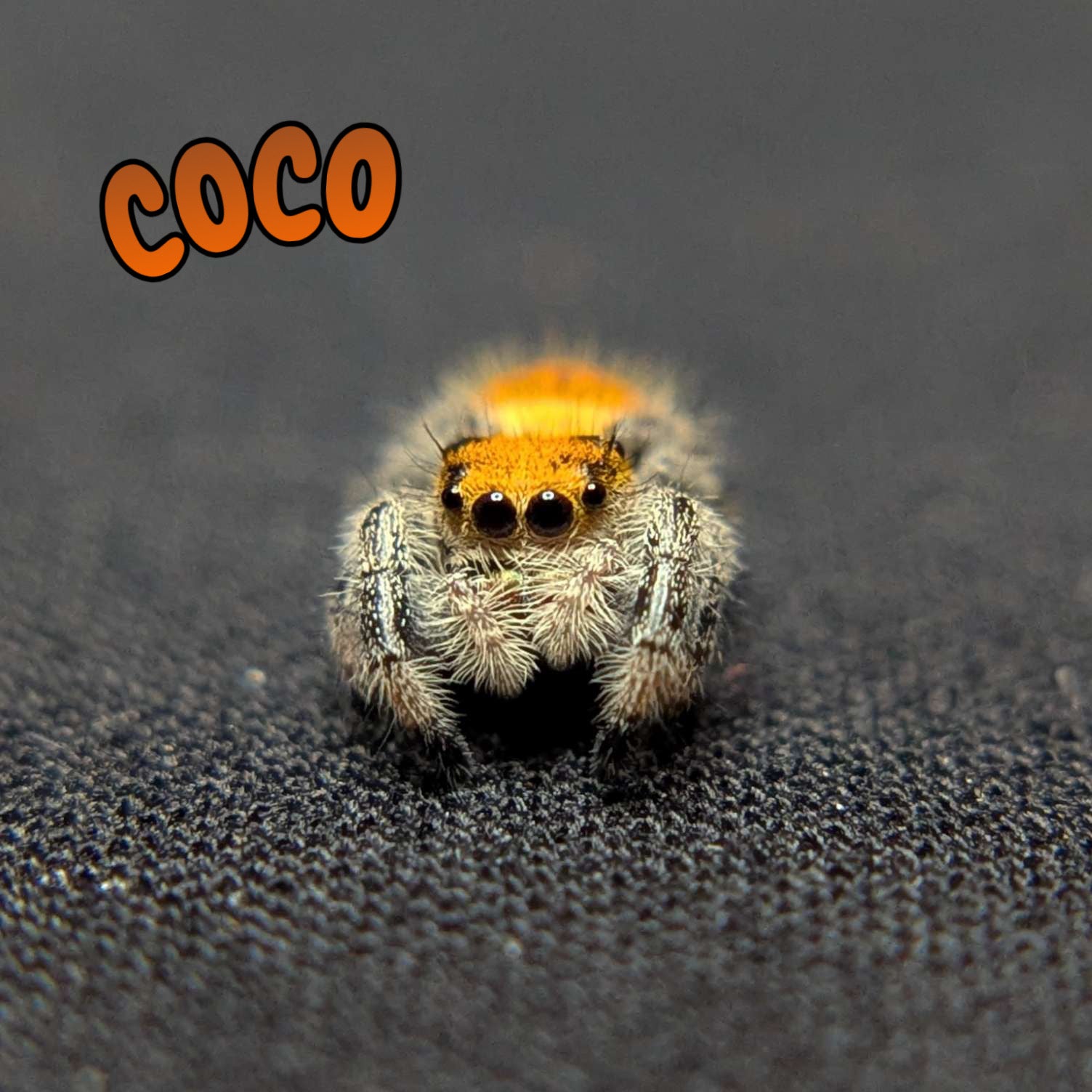 Regal Jumping Spider "Coco"