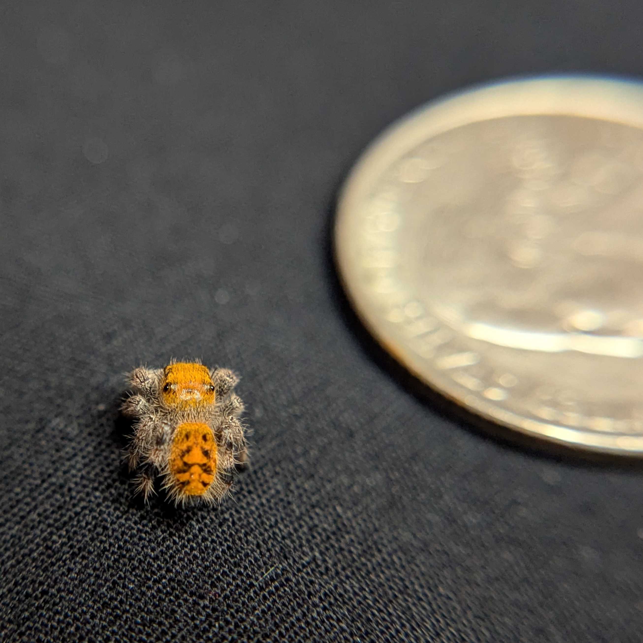 Regal Jumping Spider "Rainbow"