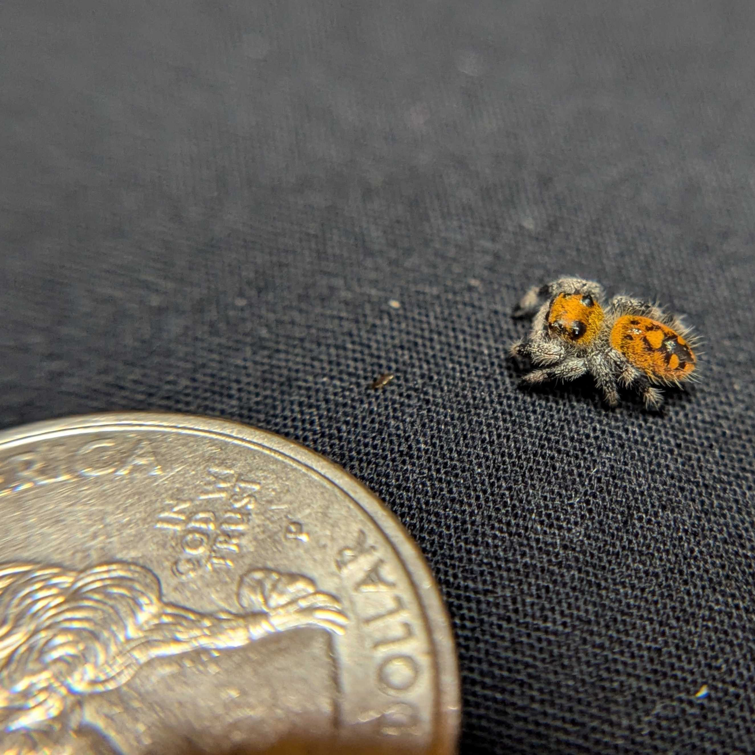 Regal Jumping Spider "Blaze"