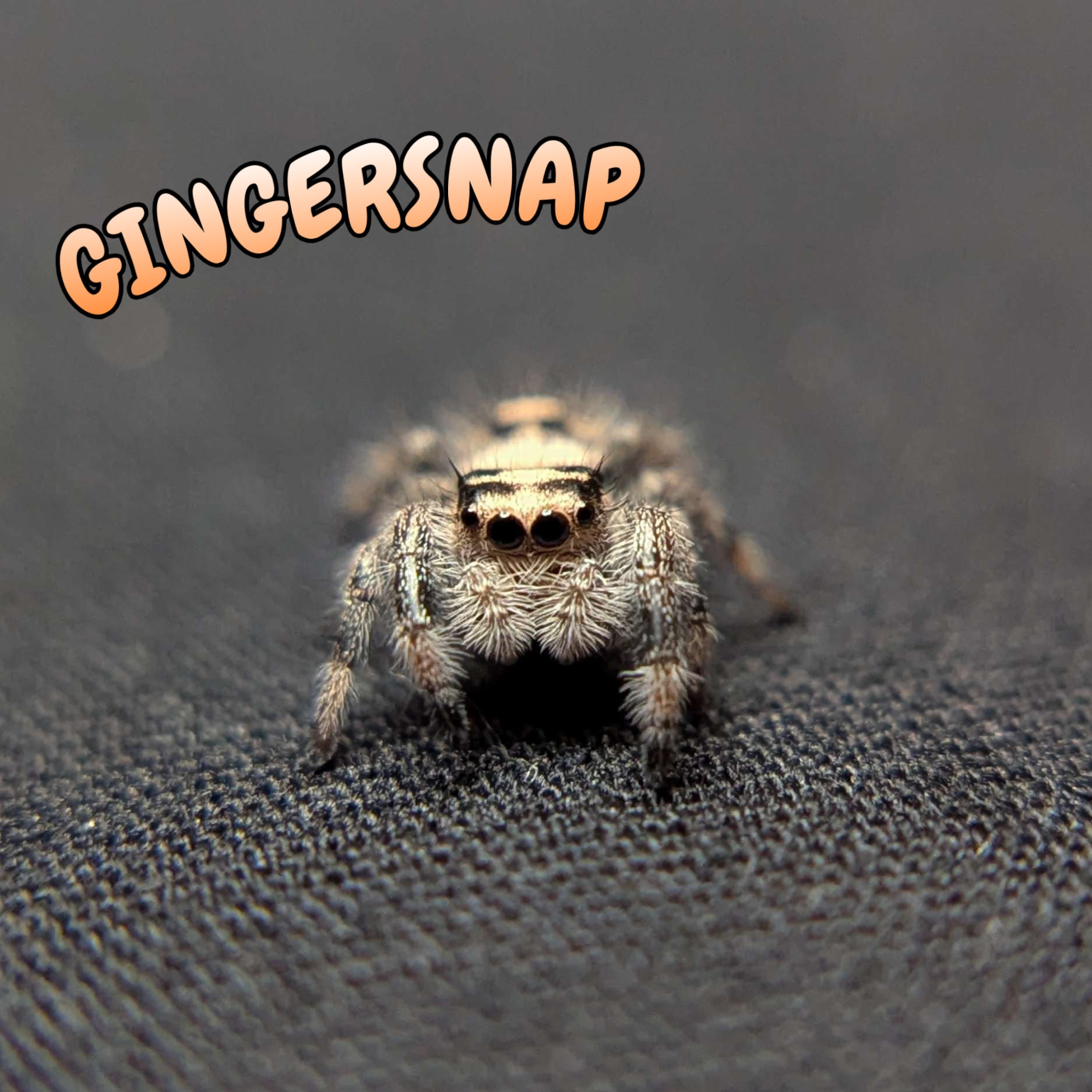 Regal Jumping Spider "Gingersnap"