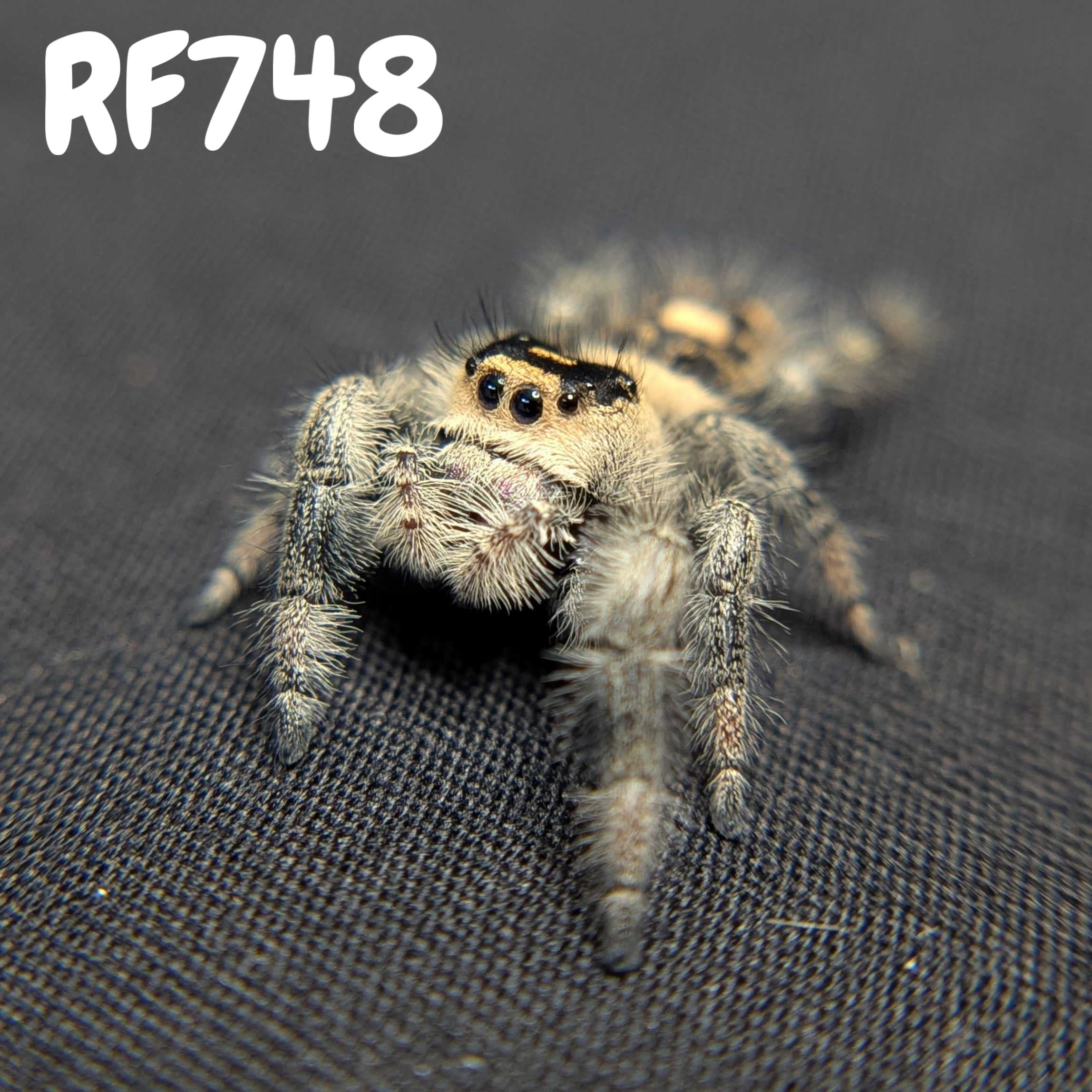 Regal Jumping Spider "Andromeda"