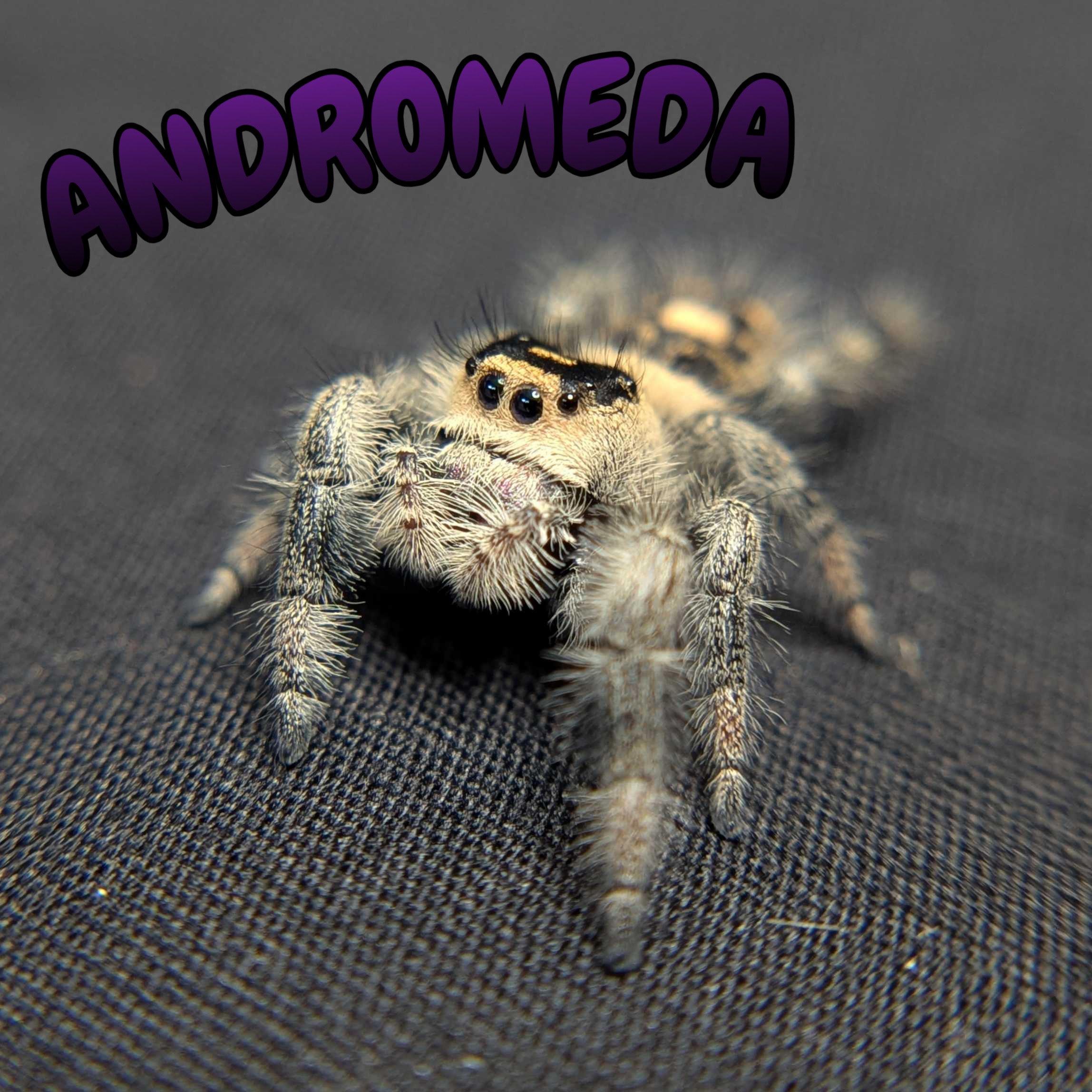 Regal Jumping Spider "Andromeda"