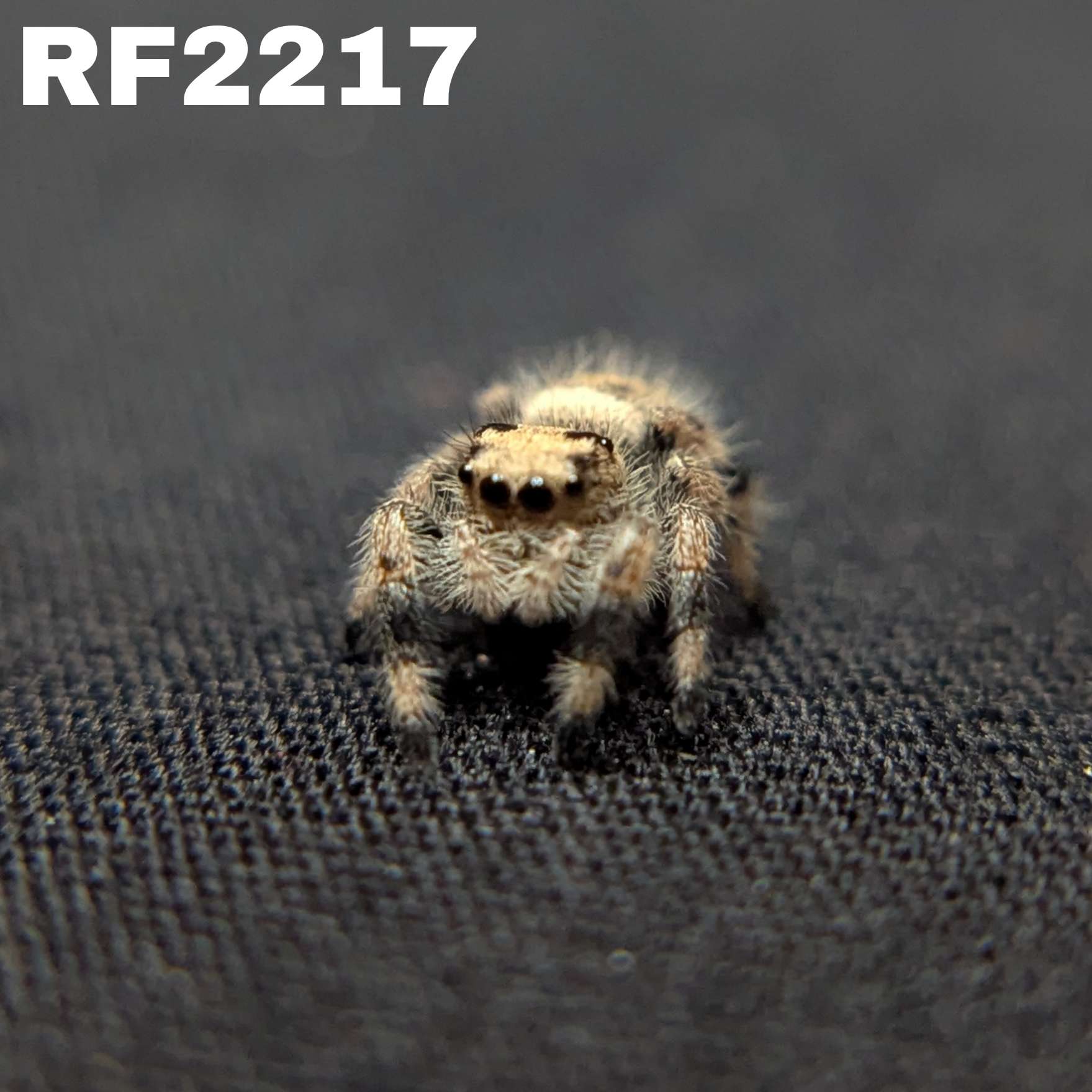 Regal Jumping Spider “Haze”