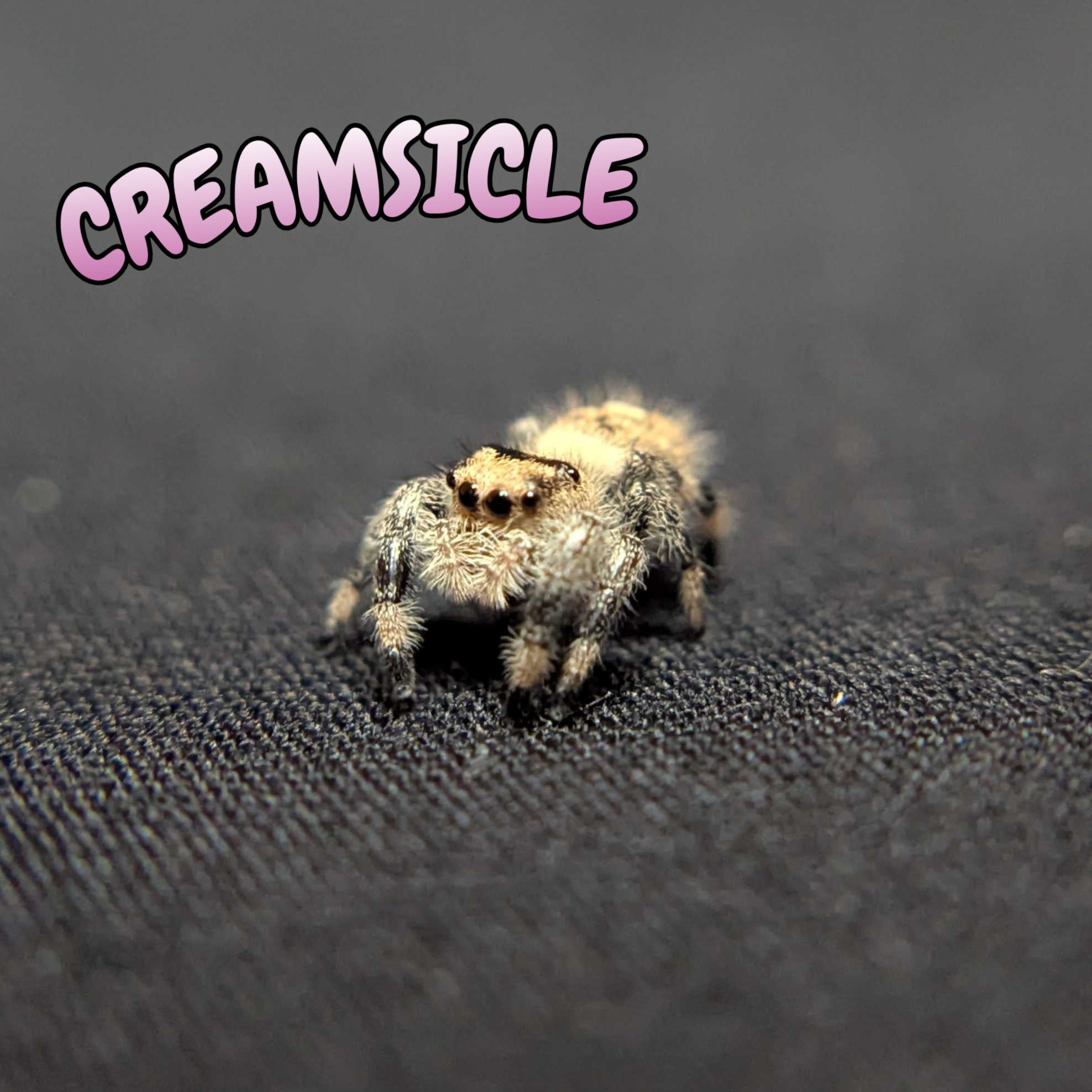 Regal Jumping Spider "Creamsicle"