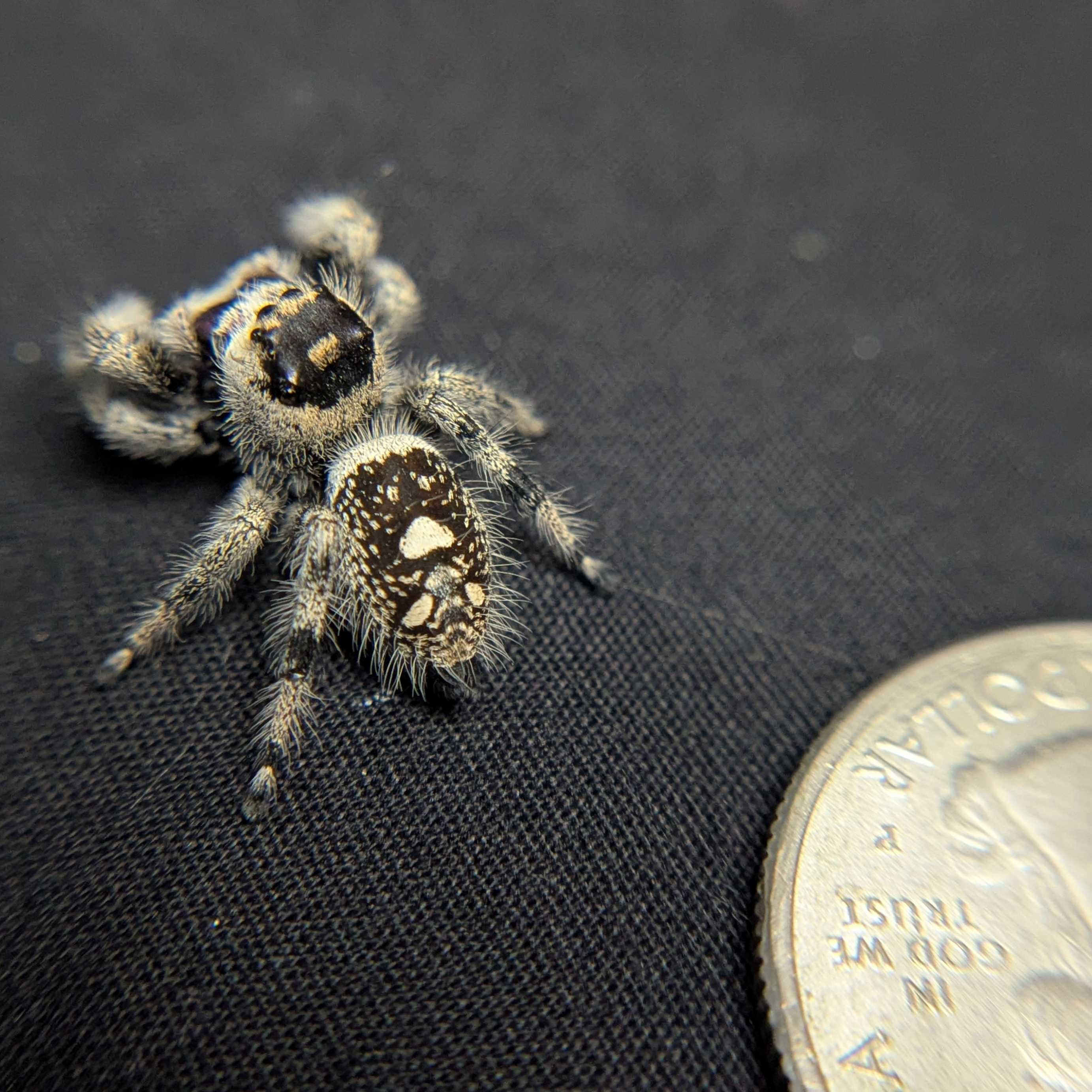 Regal Jumping Spider "Frostberry"