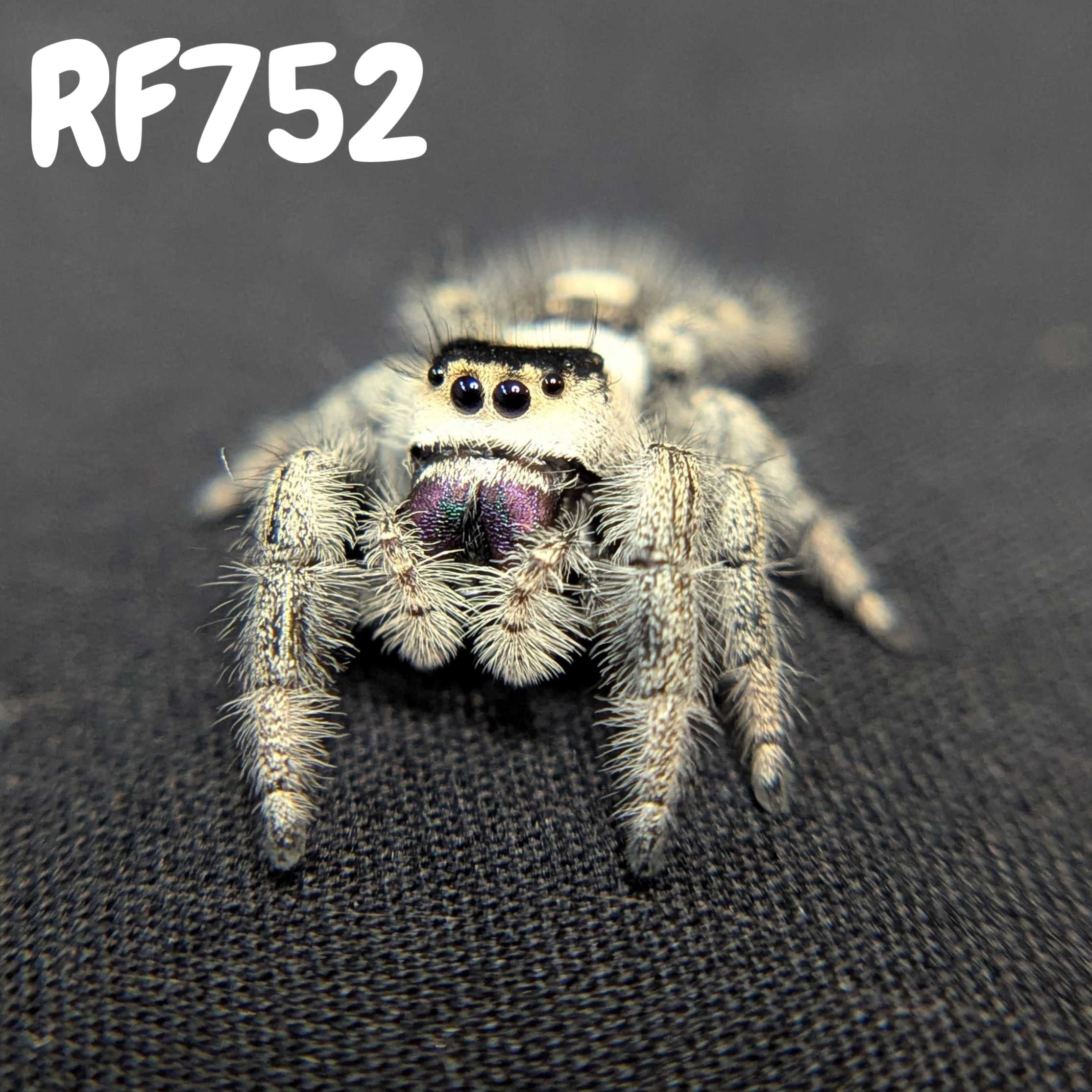 Regal Jumping Spider "Frostberry"