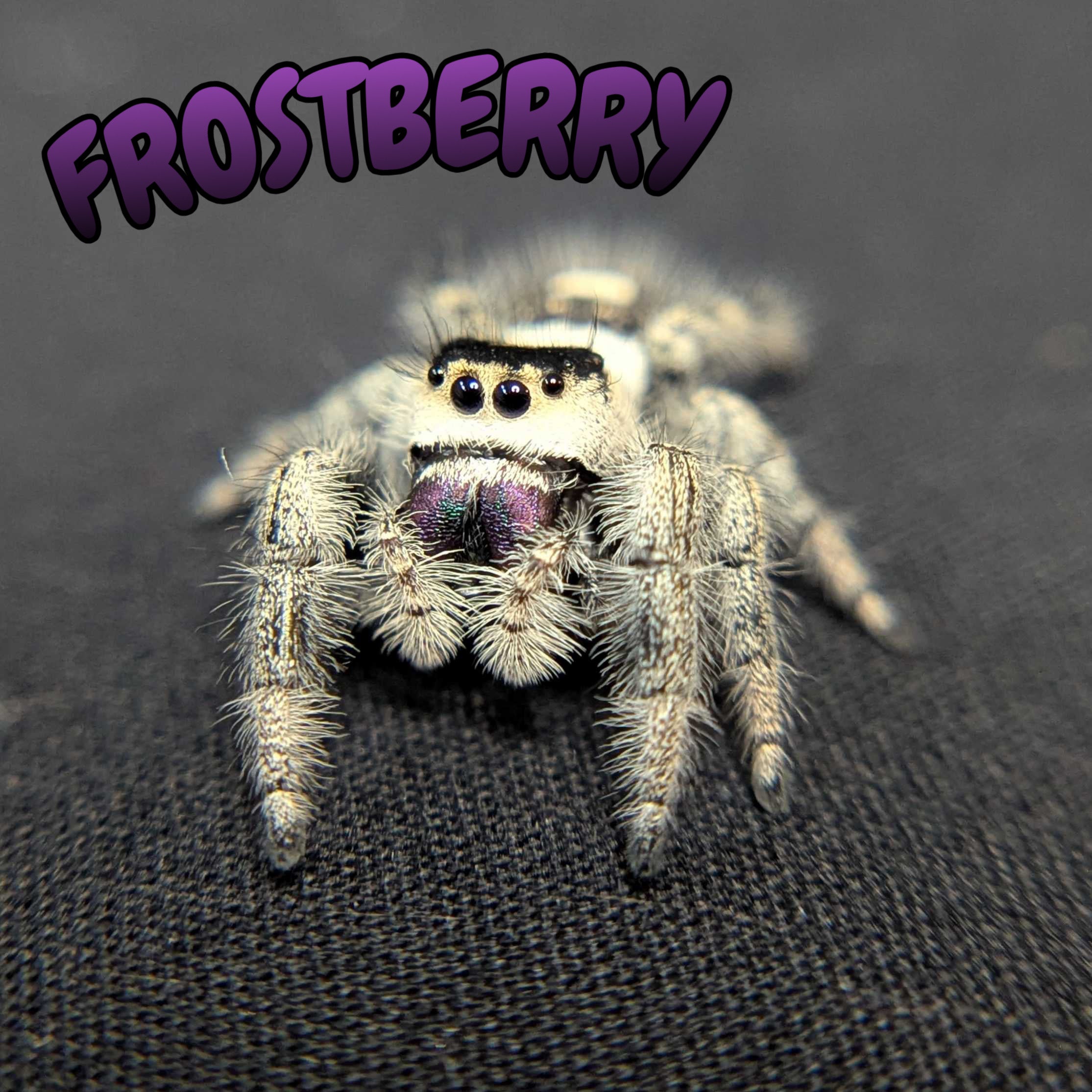 Regal Jumping Spider "Frostberry"