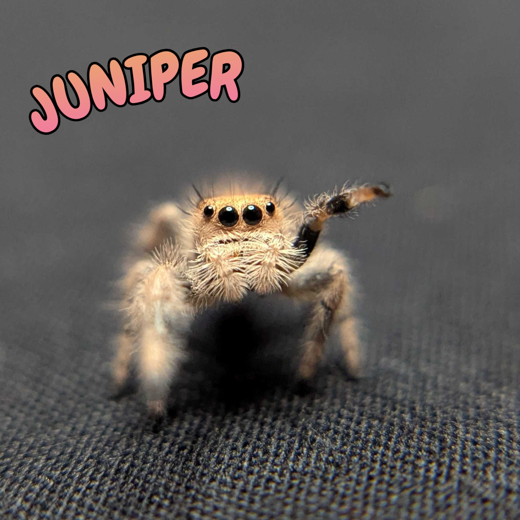 Regal Jumping Spider "Juniper"