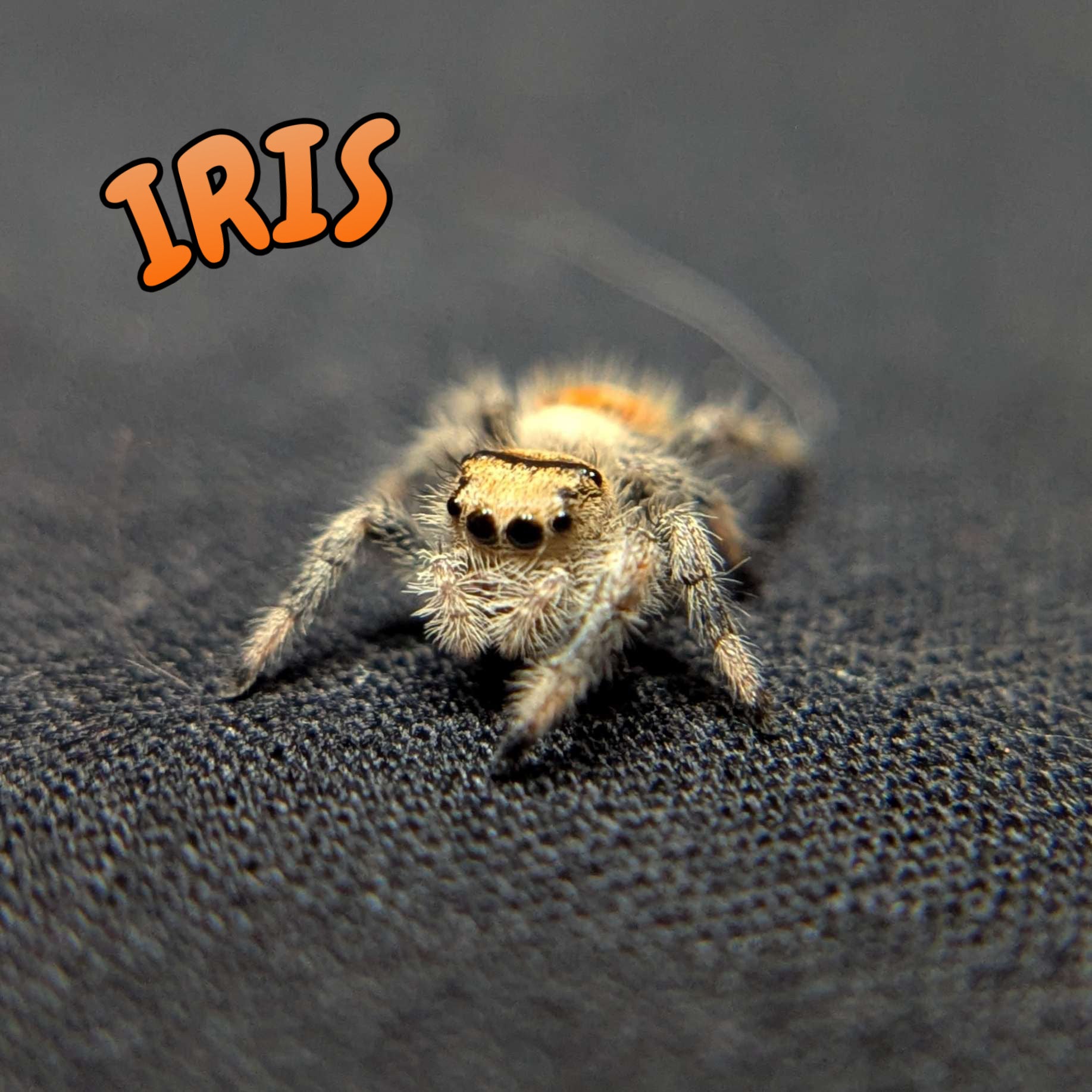 Regal Jumping Spider "Iris"