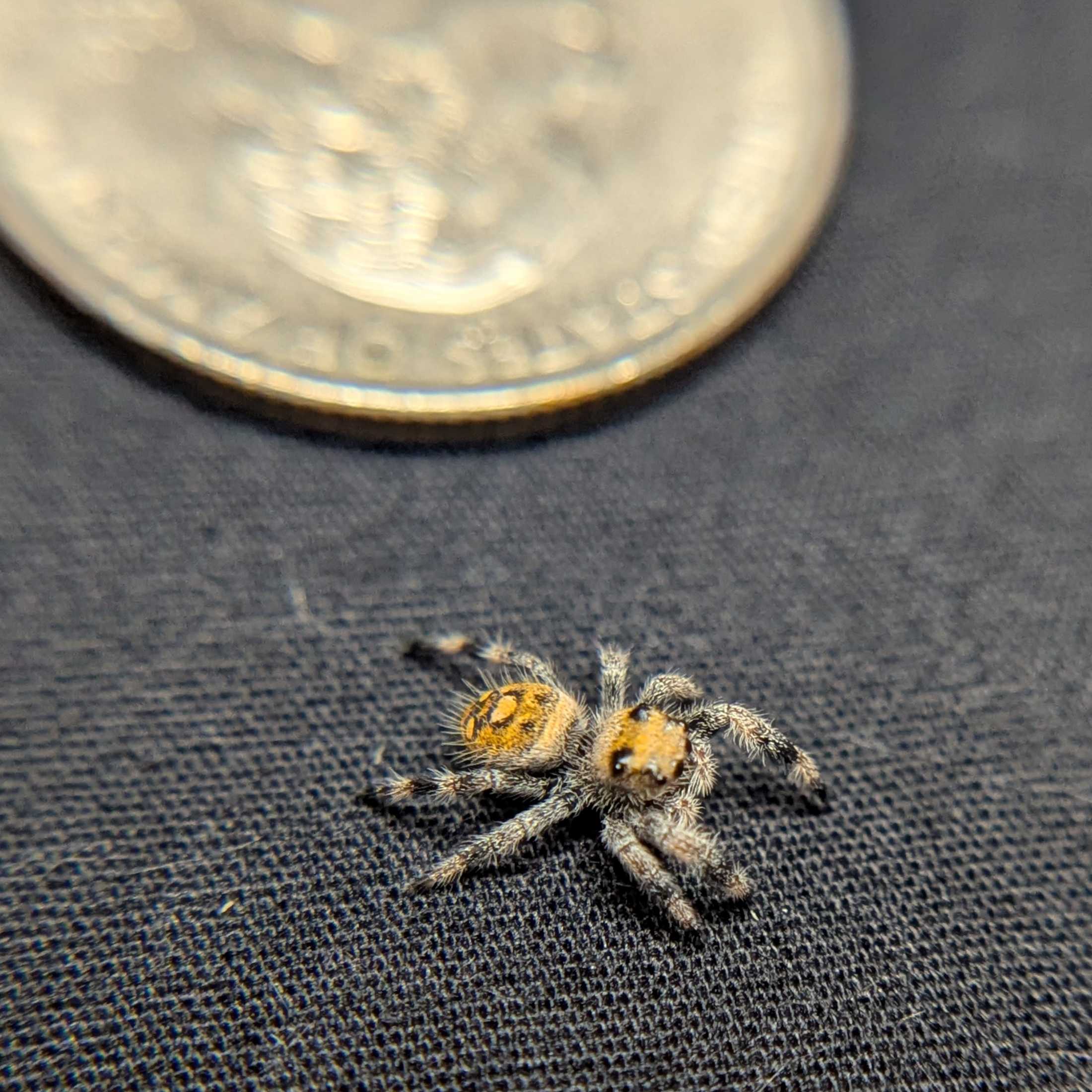Regal Jumping Spider "Banana"