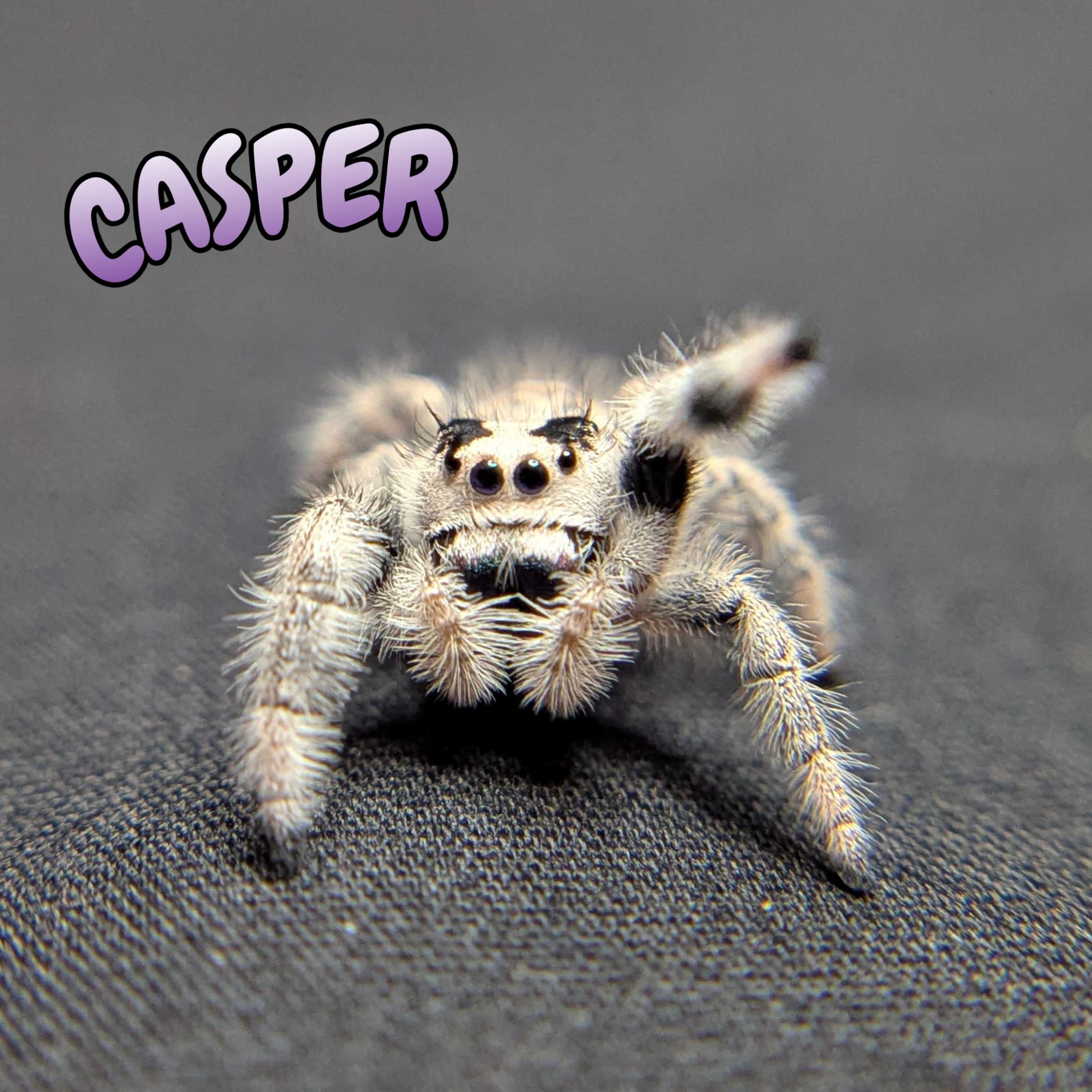 Regal Jumping Spider "Casper"