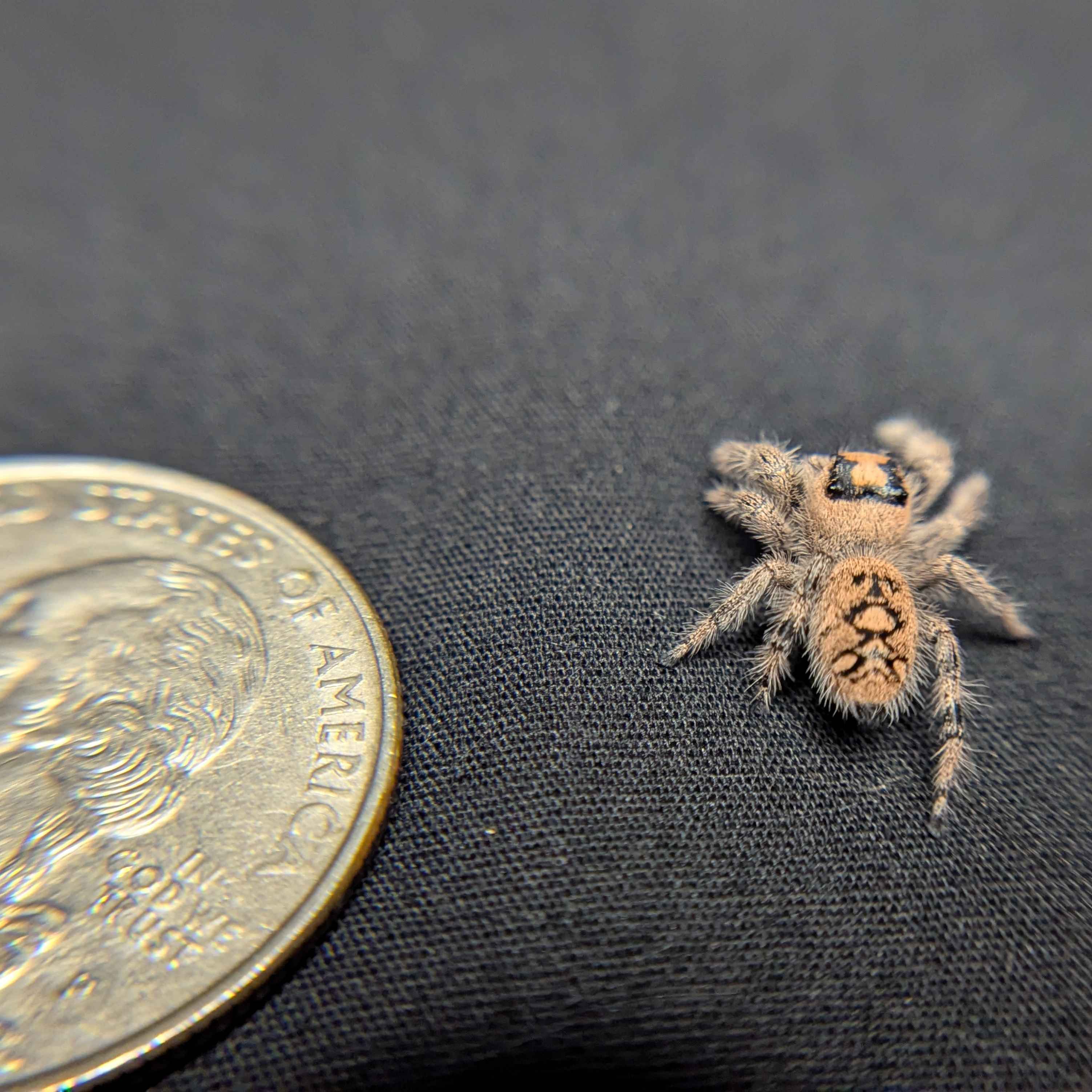 Regal Jumping Spider "Daisy"