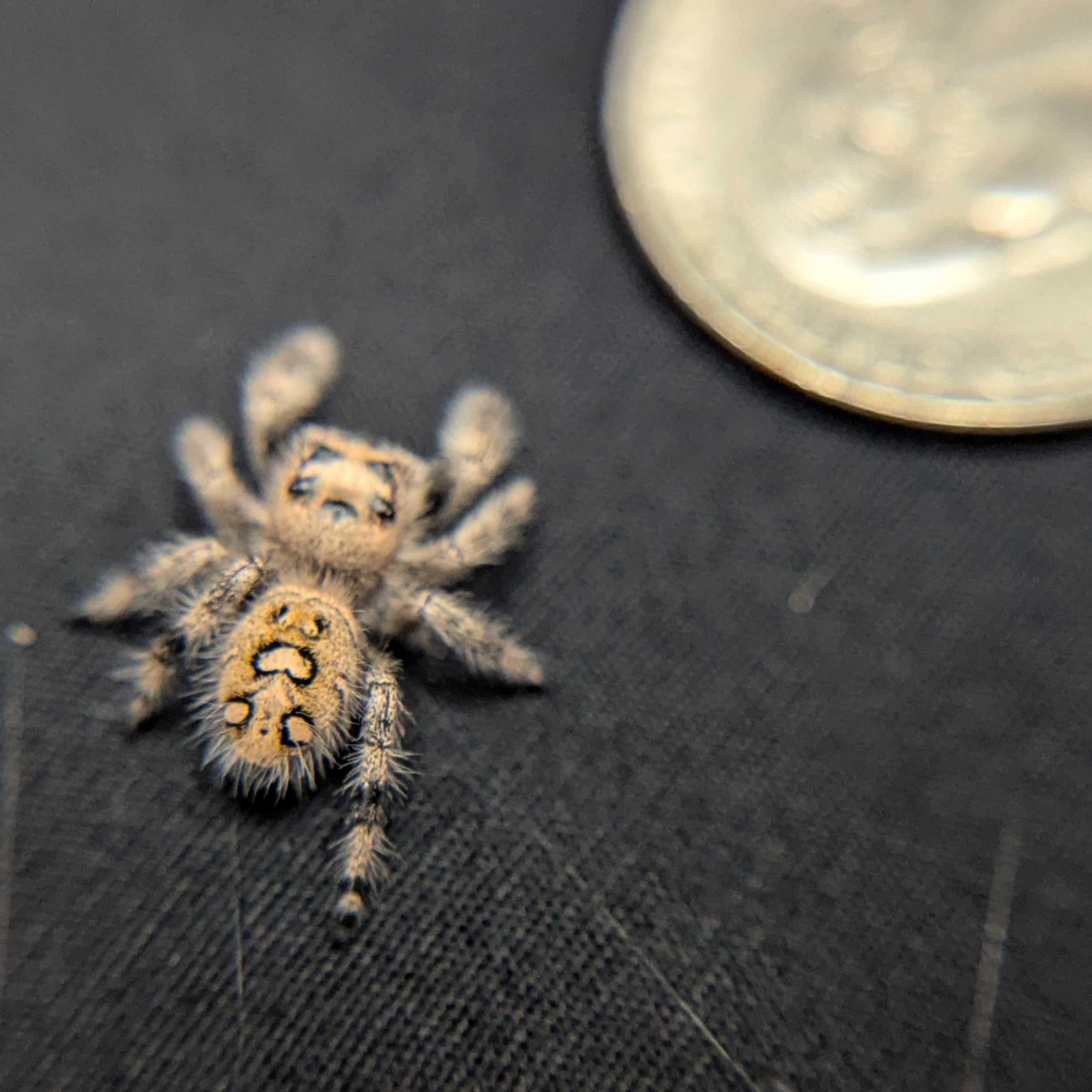 Regal Jumping Spider "Cinders"