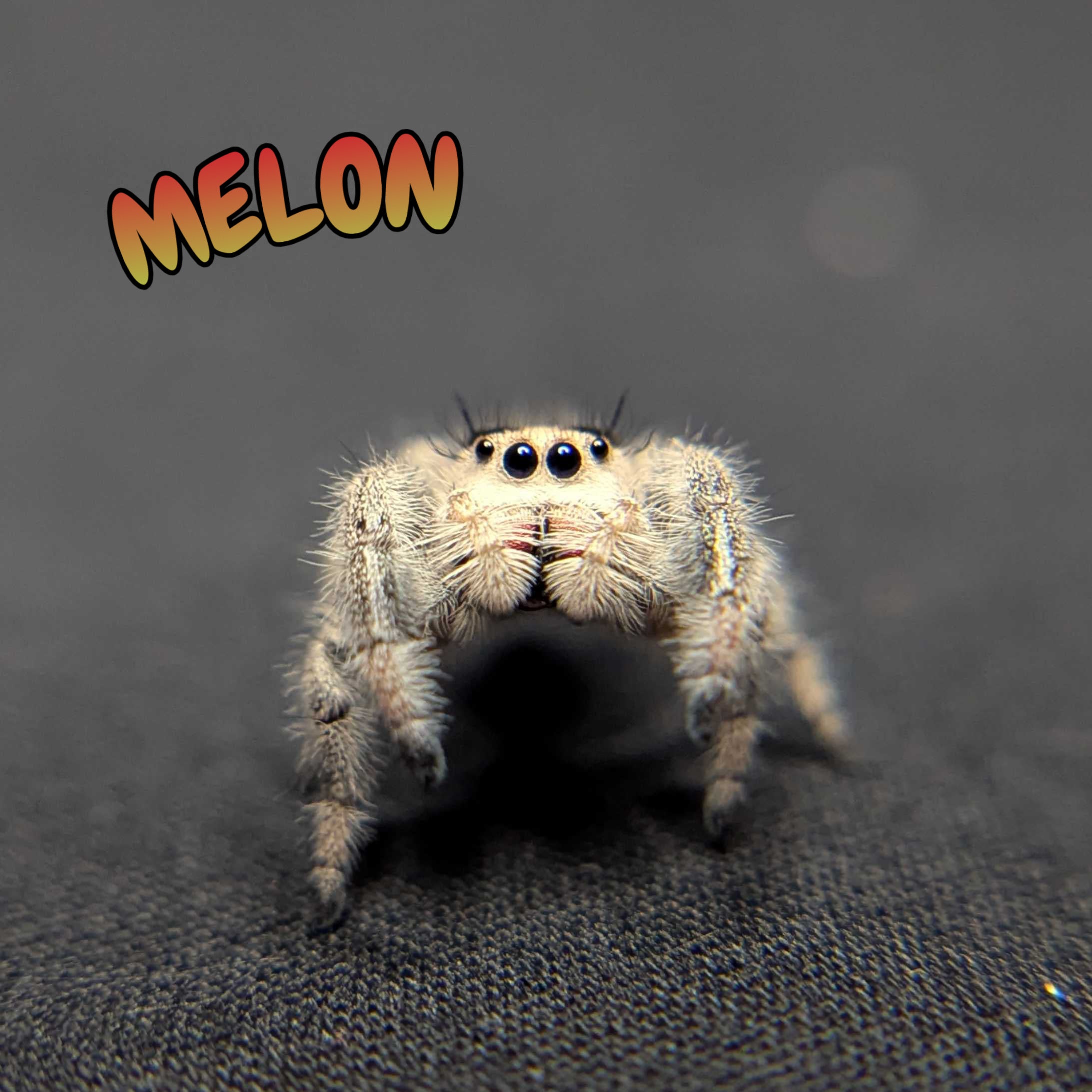 Regal Jumping Spider “Melon”