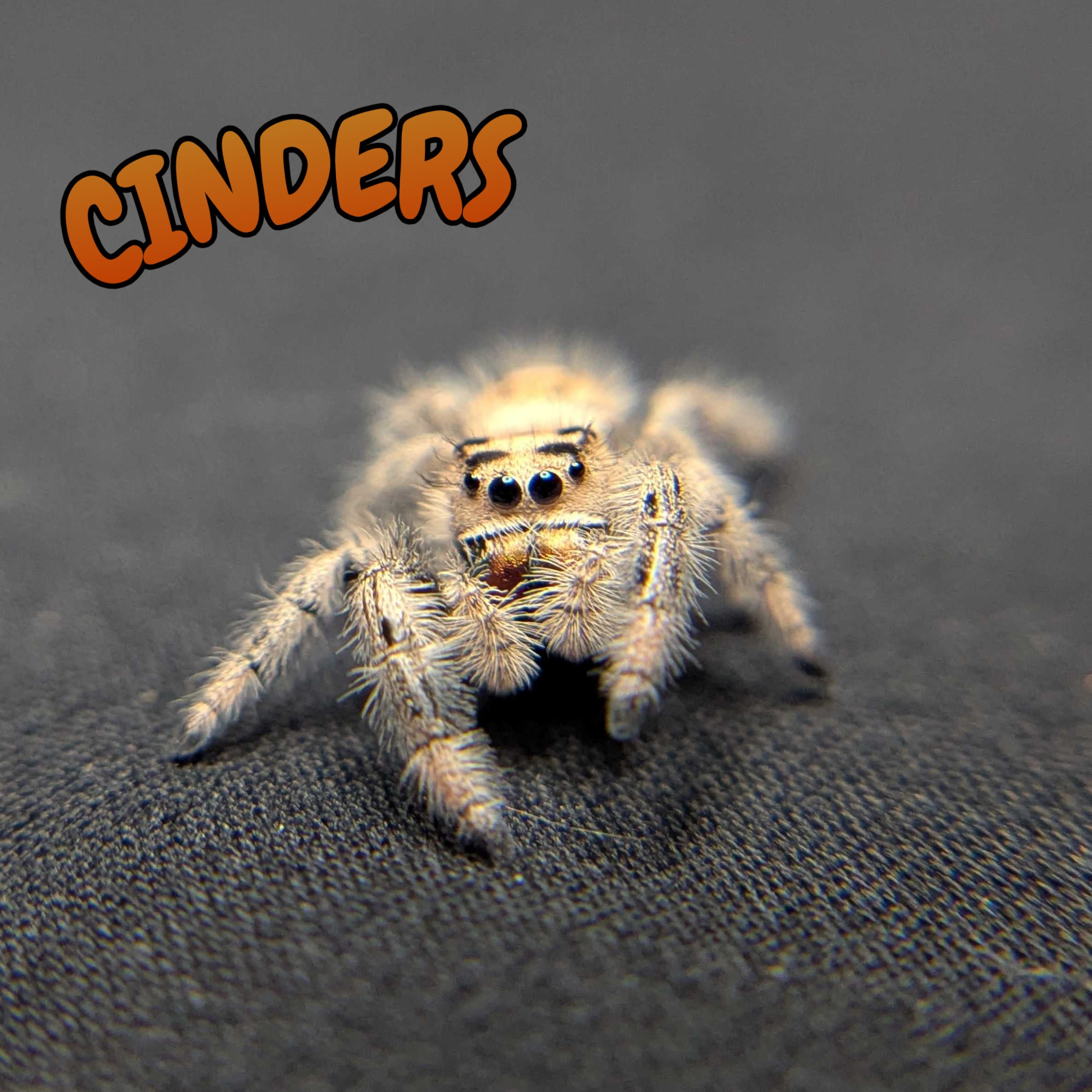 Regal Jumping Spider "Cinders"