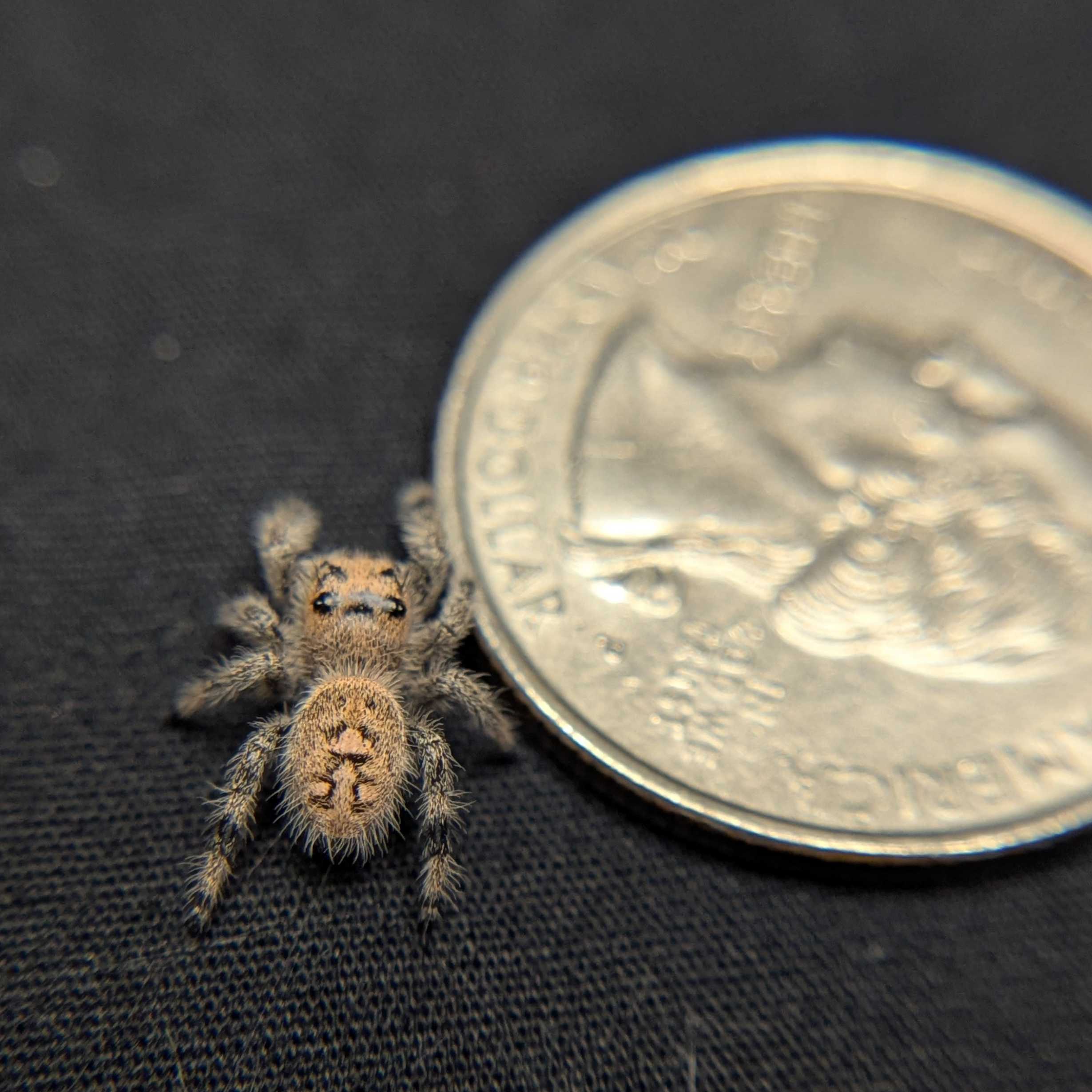 Regal Jumping Spider “Nectar”