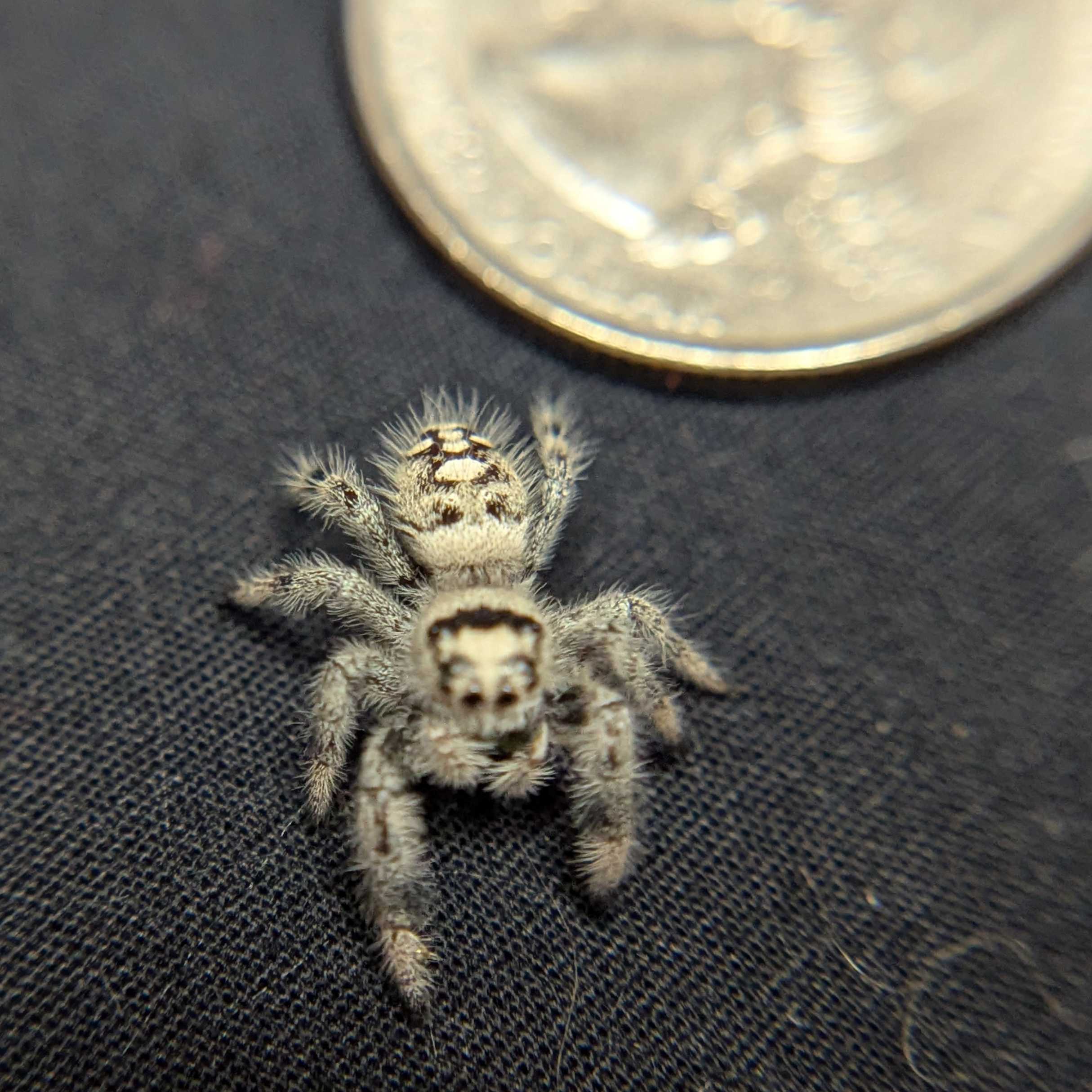 Regal Jumping Spider "Raven"