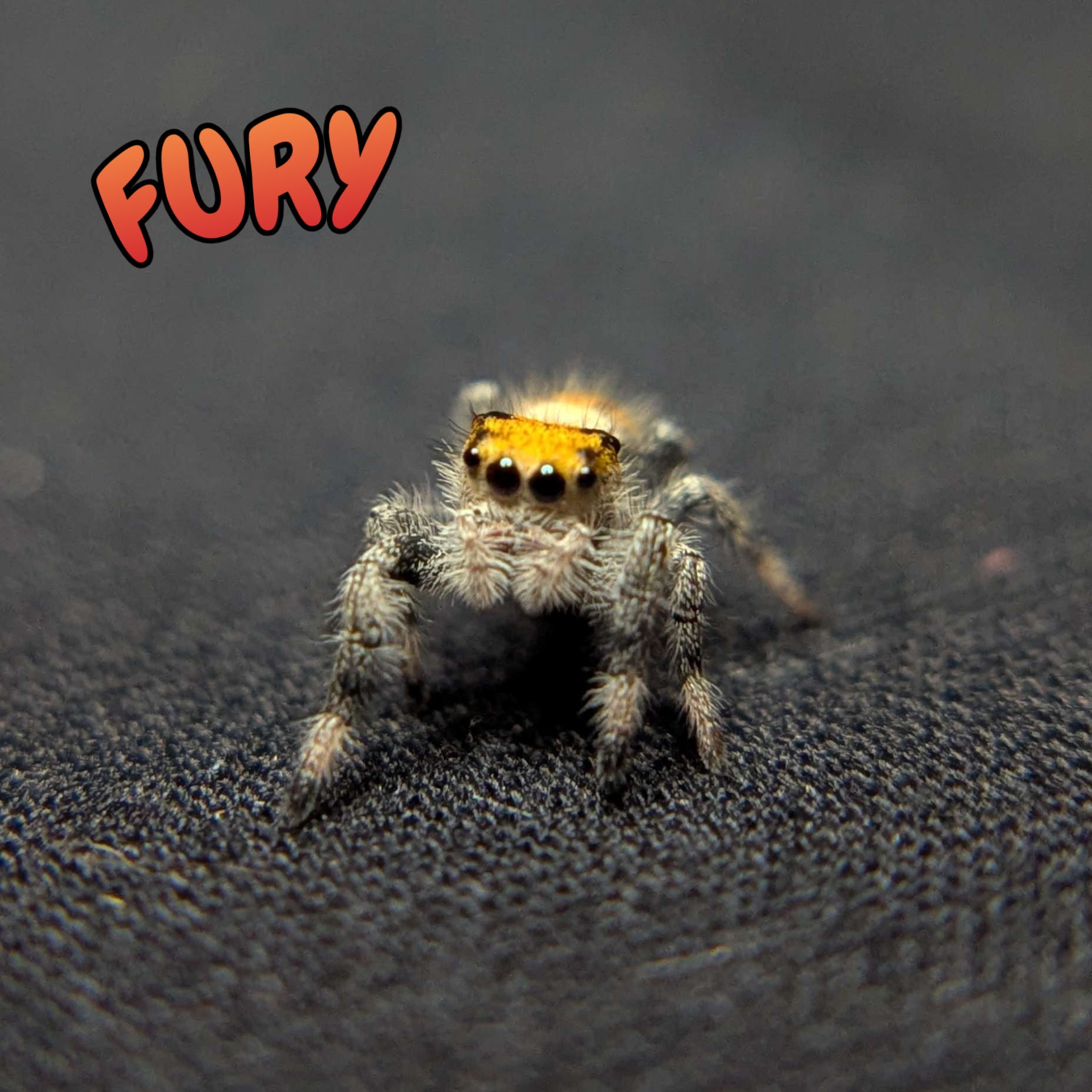 Regal Jumping Spider “Fury”