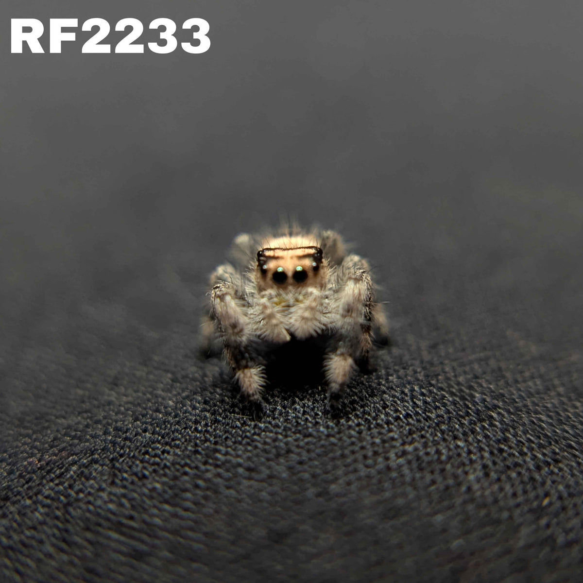 Regal Jumping Spider "Cinnamon"