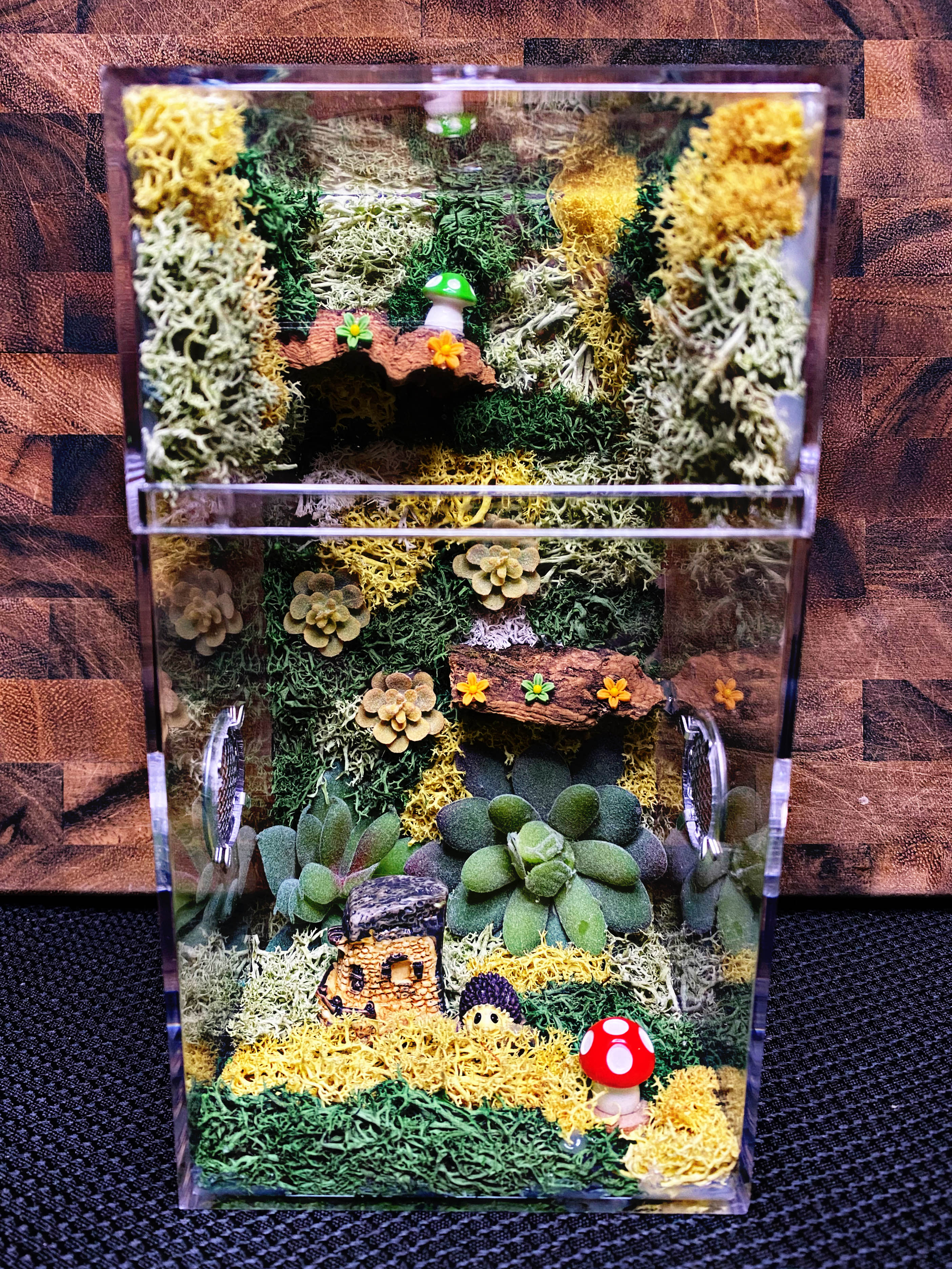 Custom Jumping Spider Enclosure