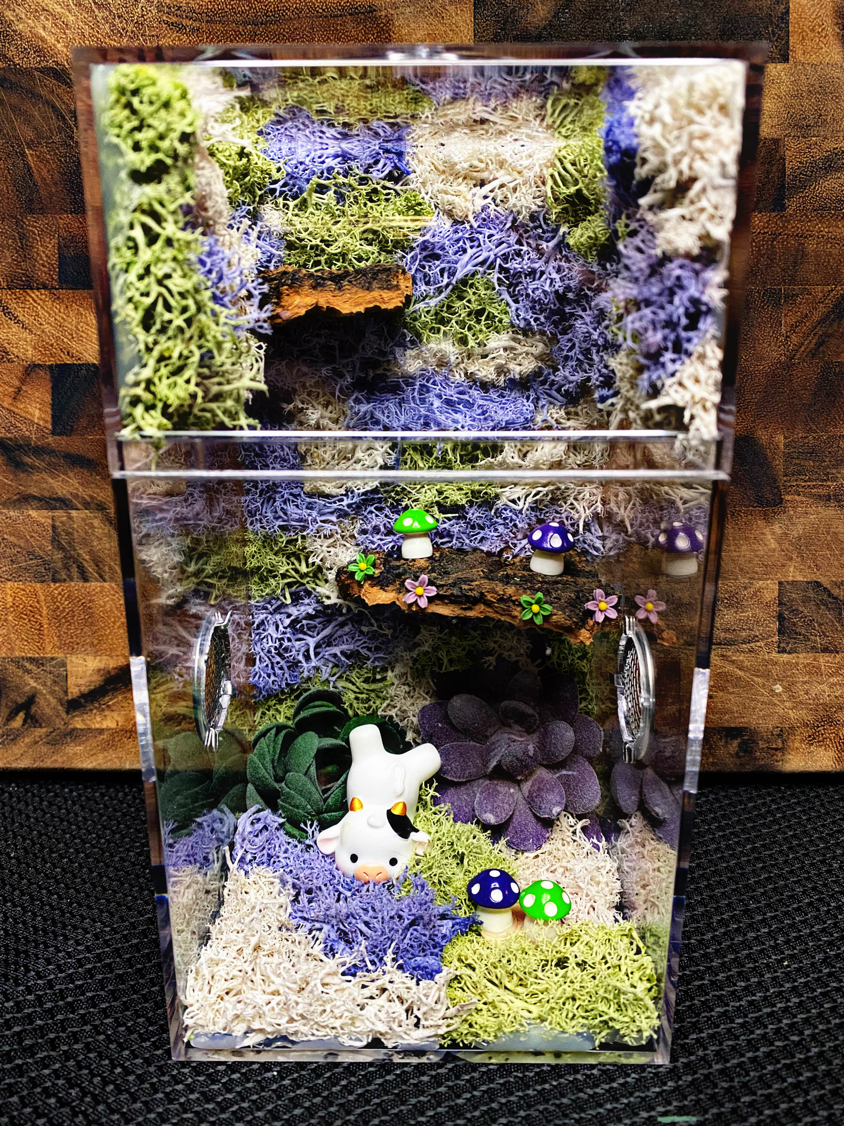 Custom Jumping Spider Enclosure