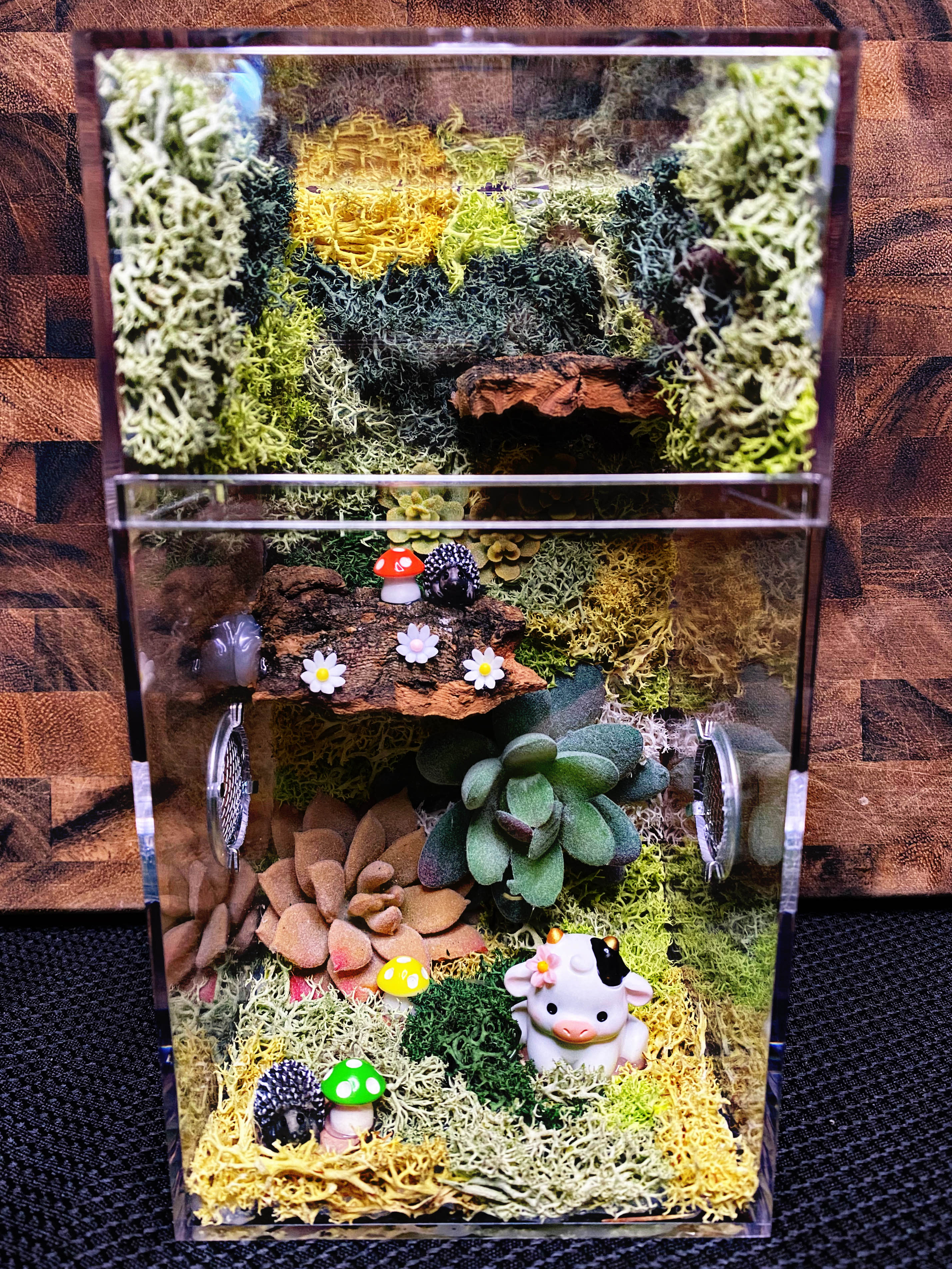 Custom Jumping Spider Enclosure